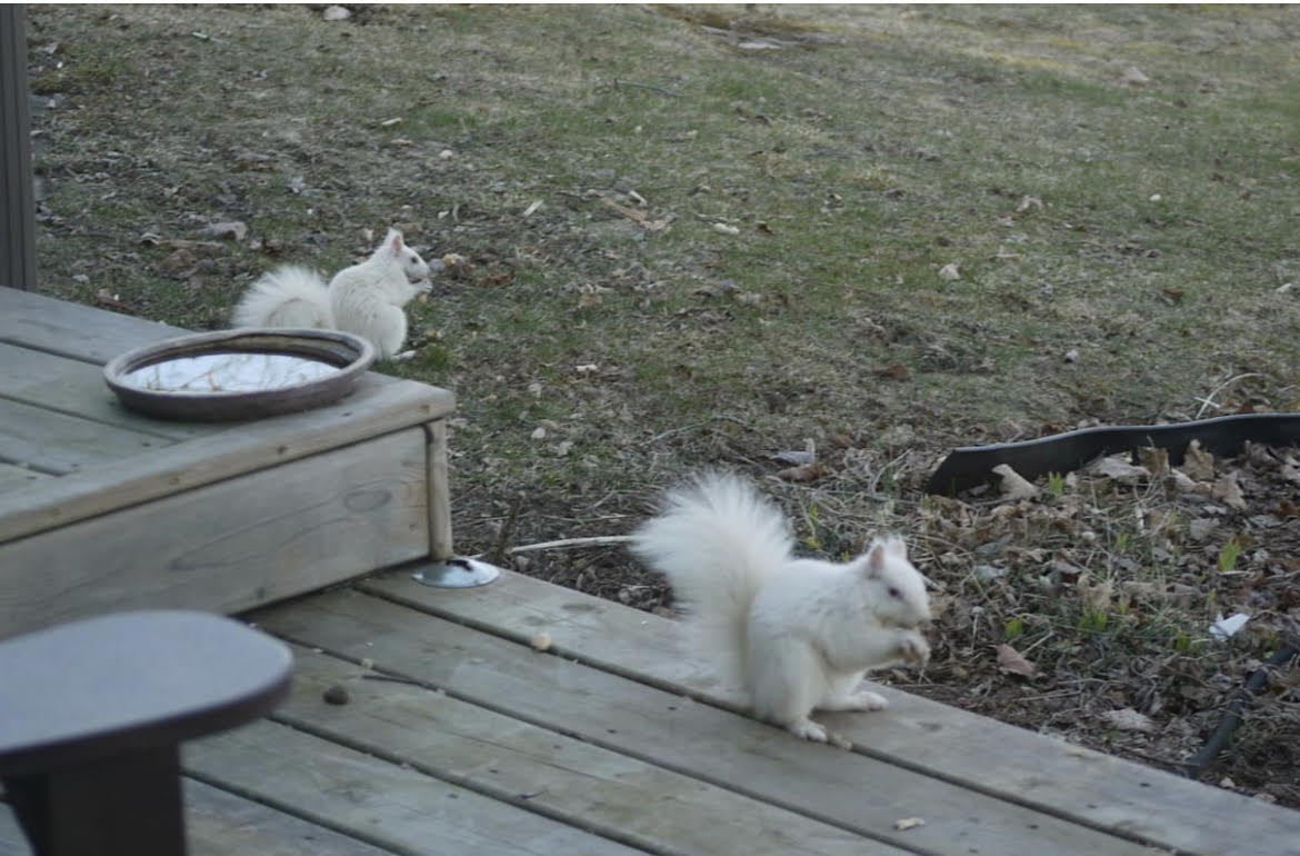 Two albino squirrels near a deck
