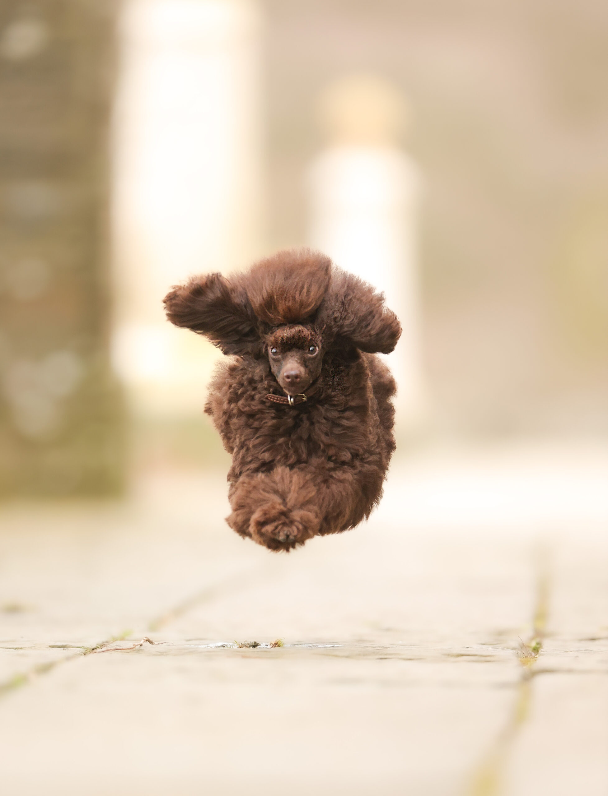 Poodle leaping in the air