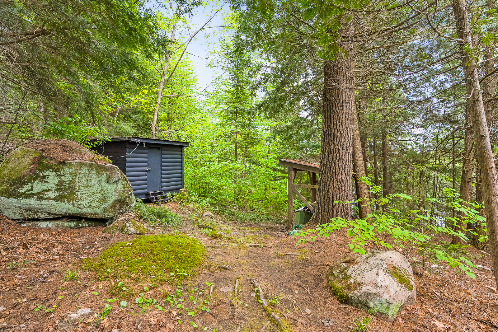 A small dark grey shed in the woods