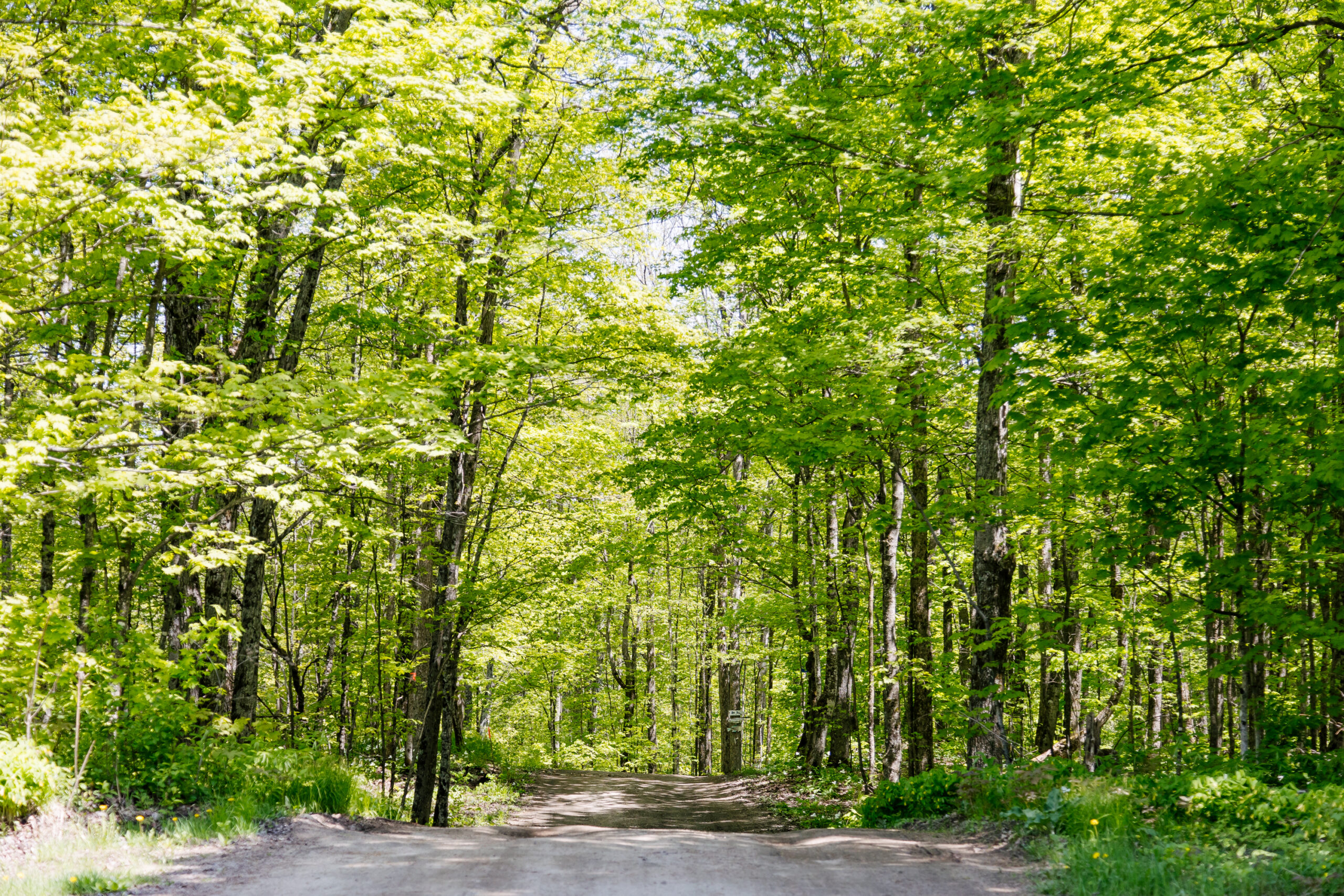 A gravel road surrounded by tall green trees