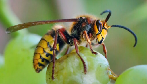 A wasp feeds on a green grape