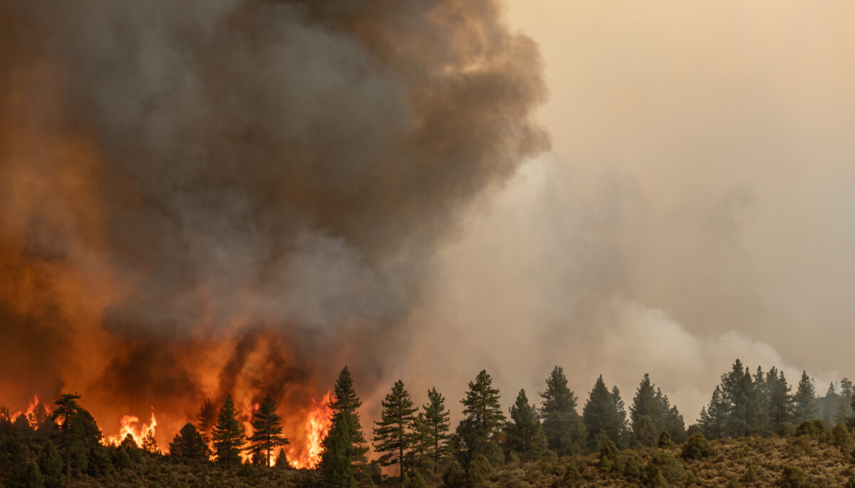 A wildfire burns in a forest with thick smoke billowing into the sky
