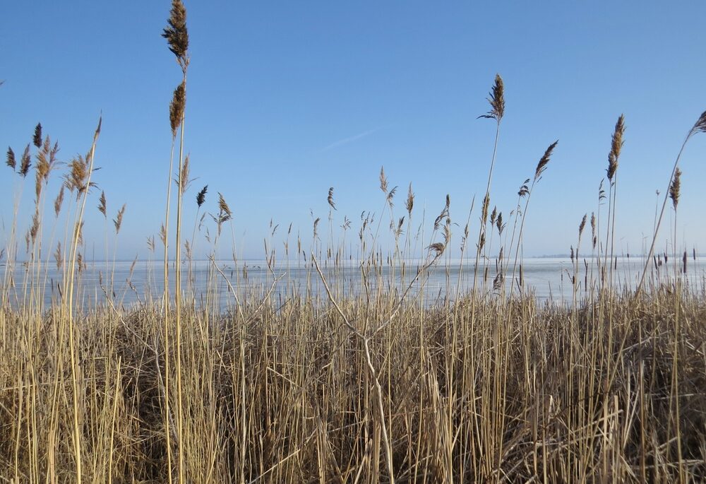 A blue sky and invasive phragmites growing tall in an Ontario marsh with a bright blue sky.