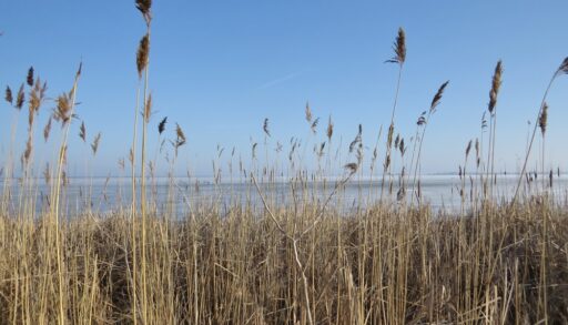 A blue sky and invasive phragmites growing tall in an Ontario marsh with a bright blue sky.