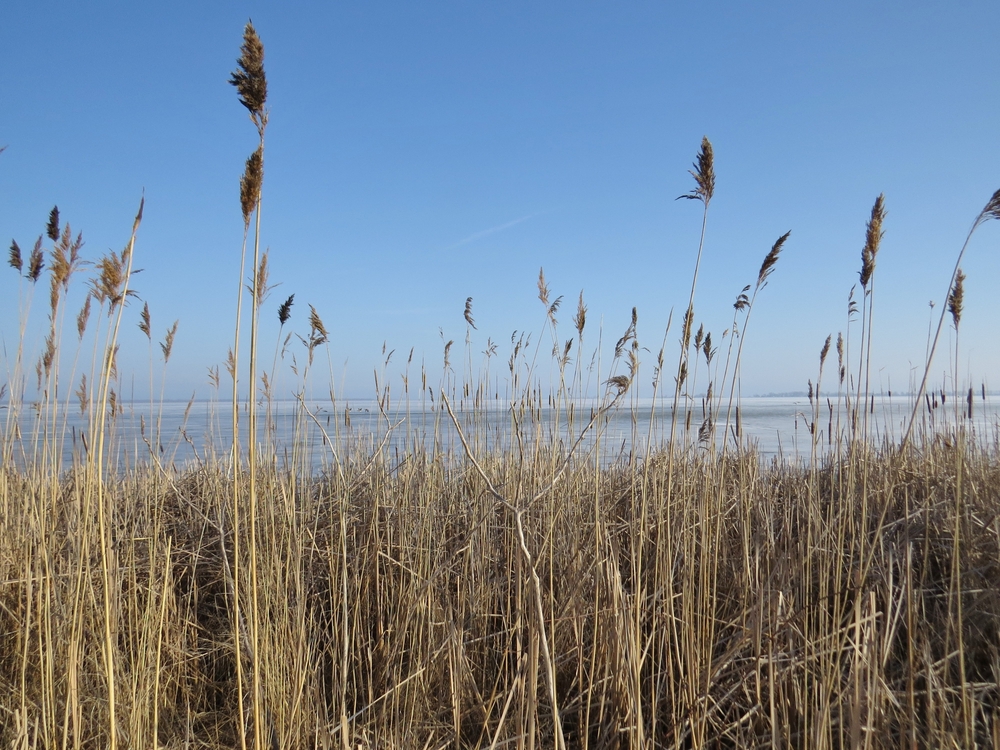 A blue sky and invasive phragmites growing tall in an Ontario marsh with a bright blue sky.