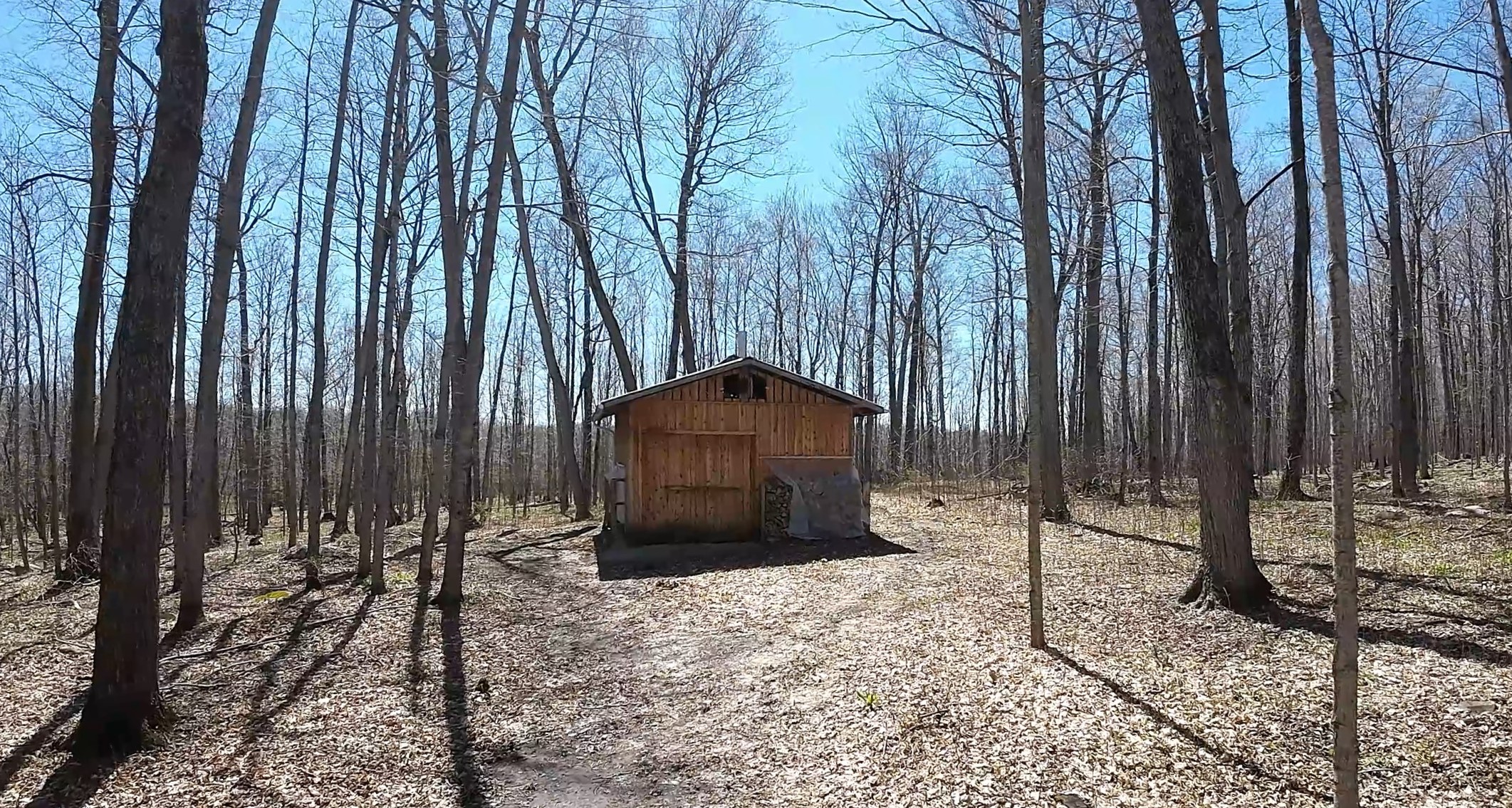 A shack in the middle of a barren forest