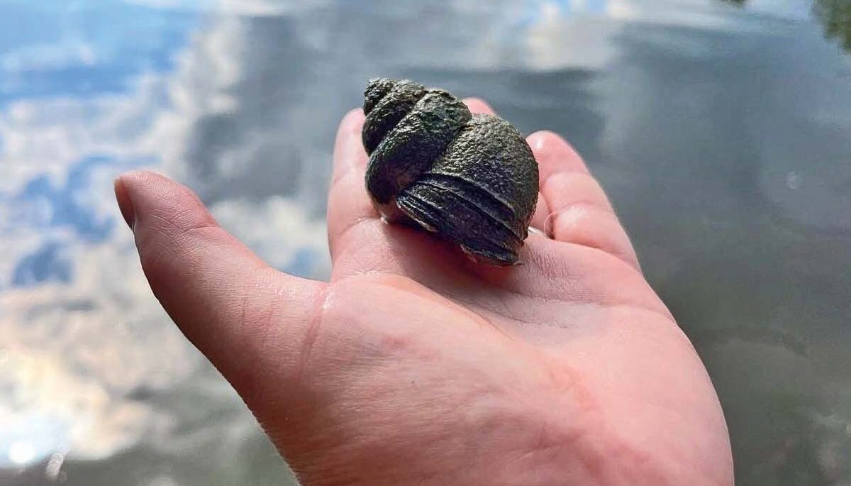 Trapdoor mystery snail resting in the palm of a person's hand