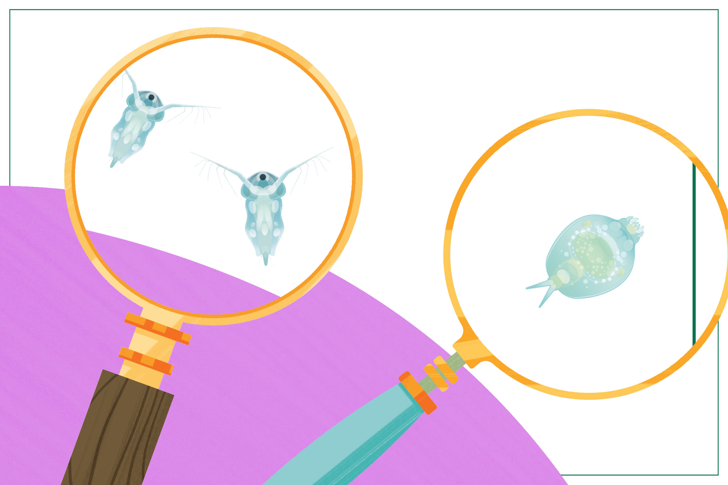 An illustration of water fleas and a rotifer.