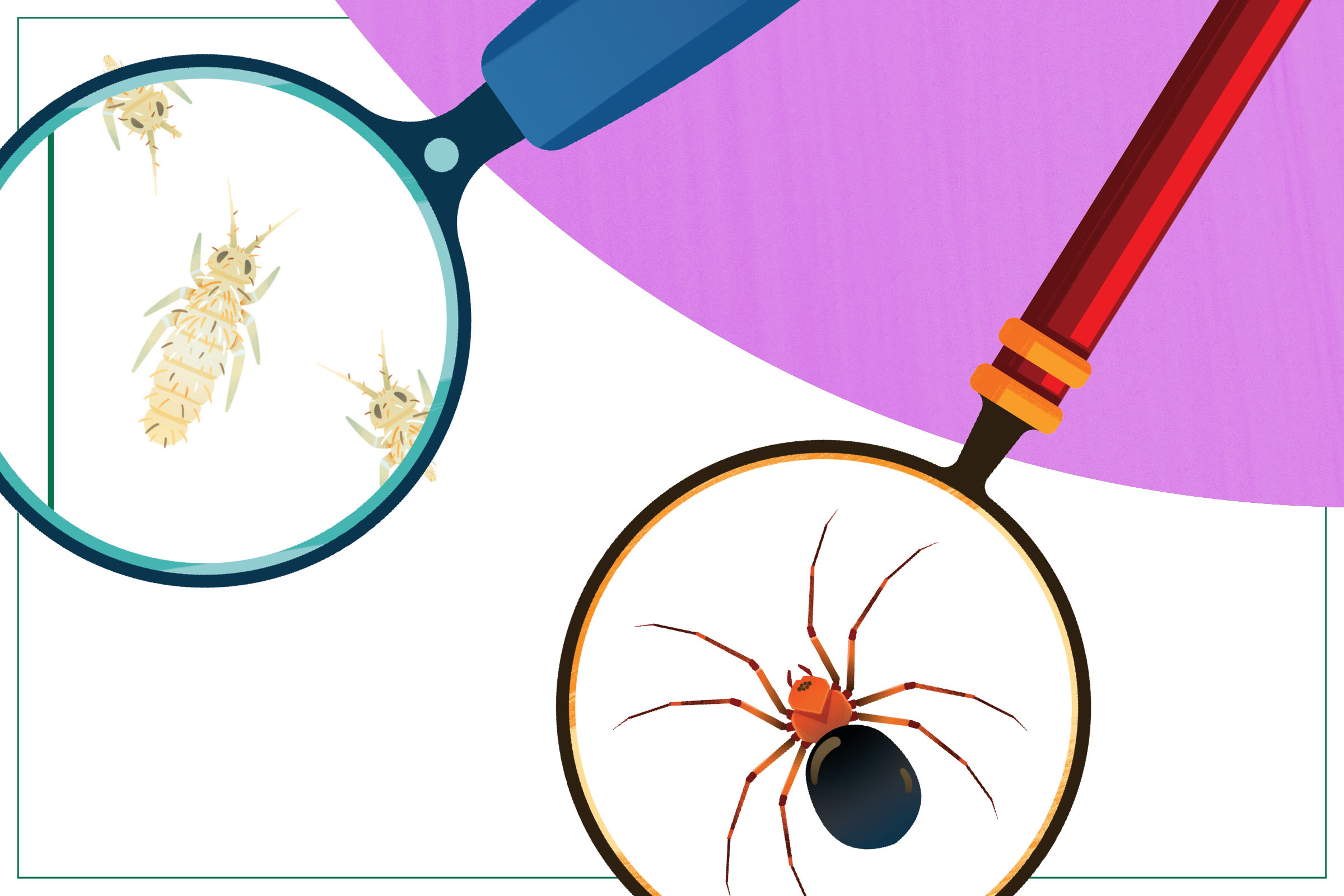 An illustration of springtails and a dwarf spider.