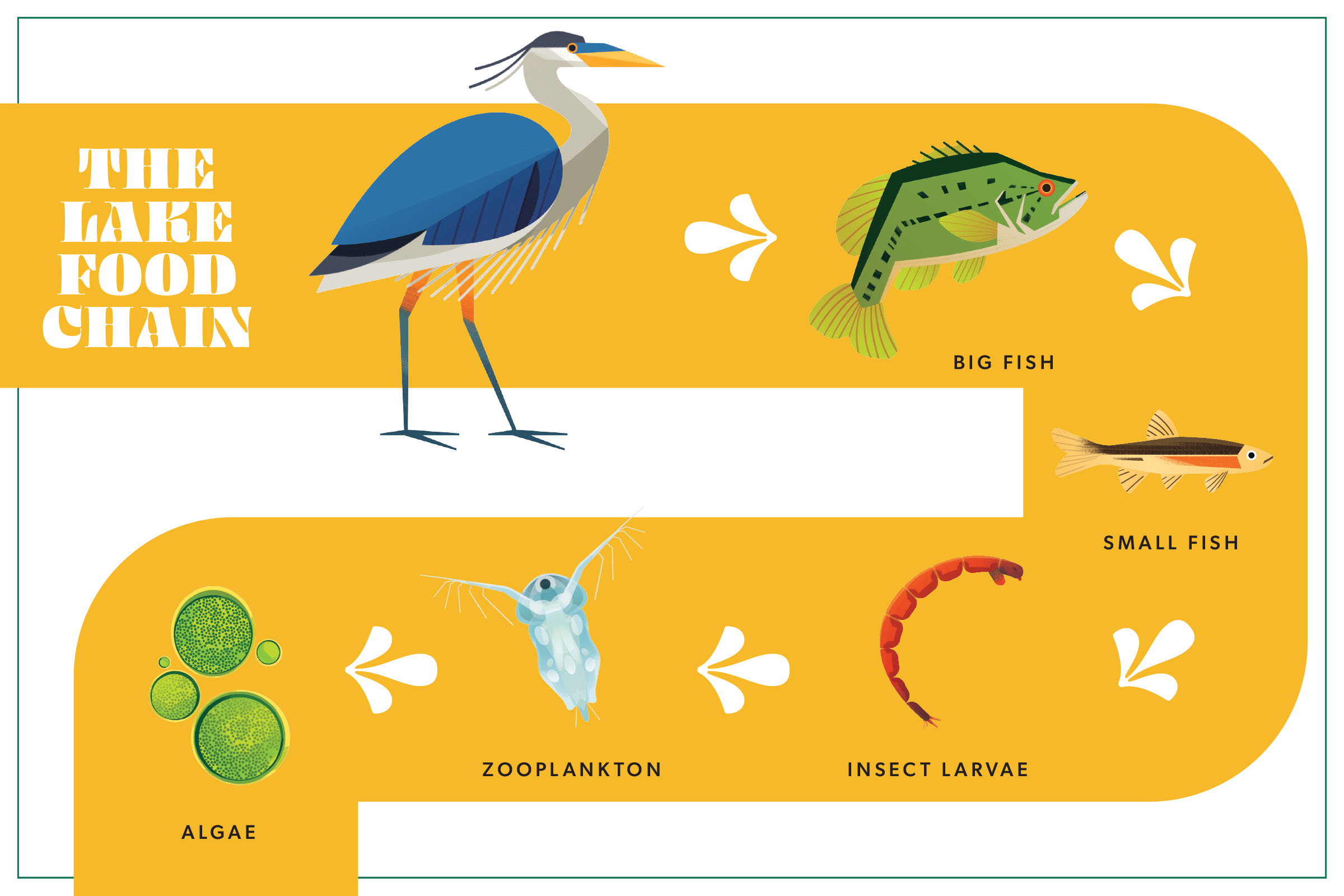 An illustration of a lake food chain