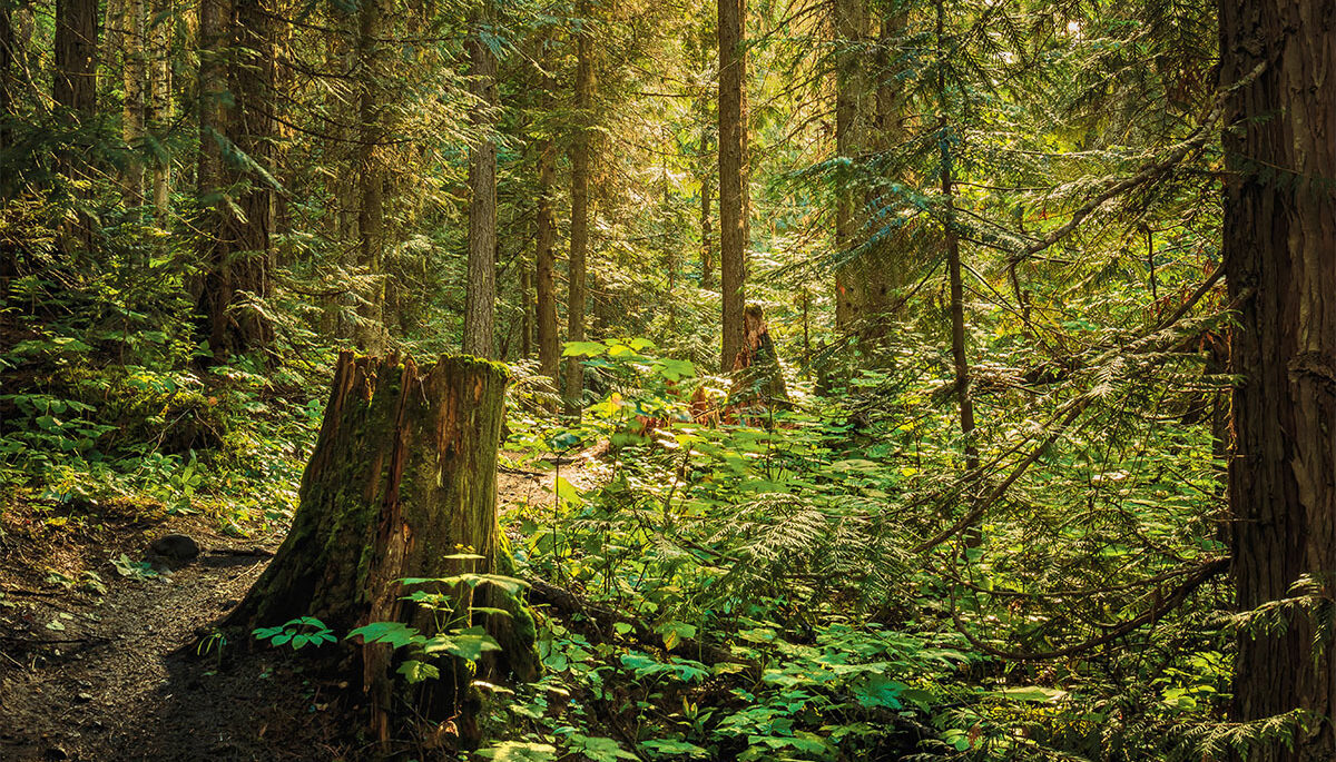 The sun coming through a forest and highlighting different size trees, a stump, and groudcover