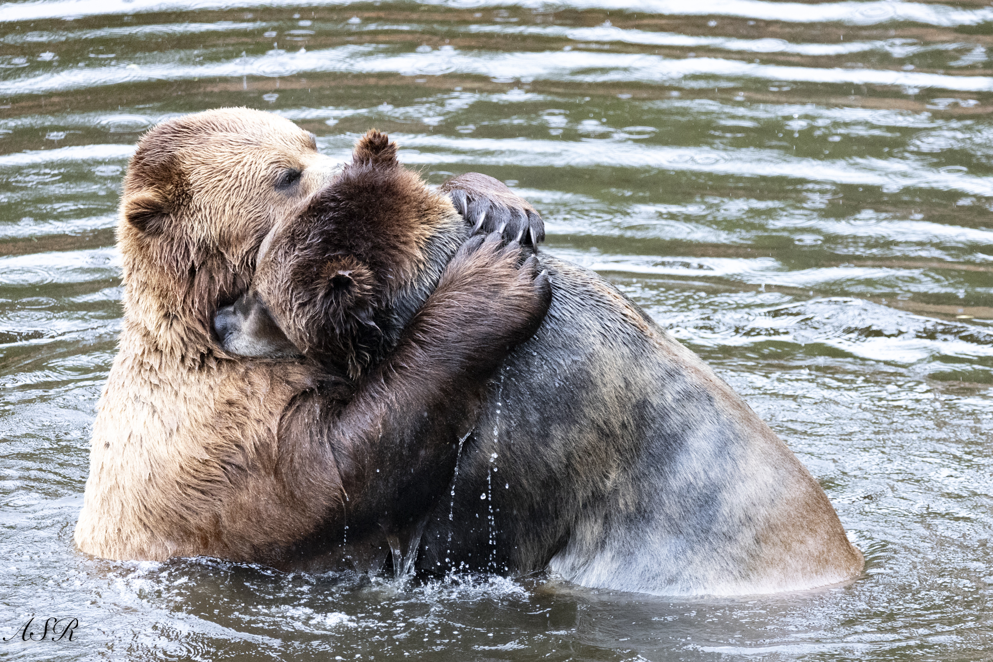 Tow bears hugging in the water