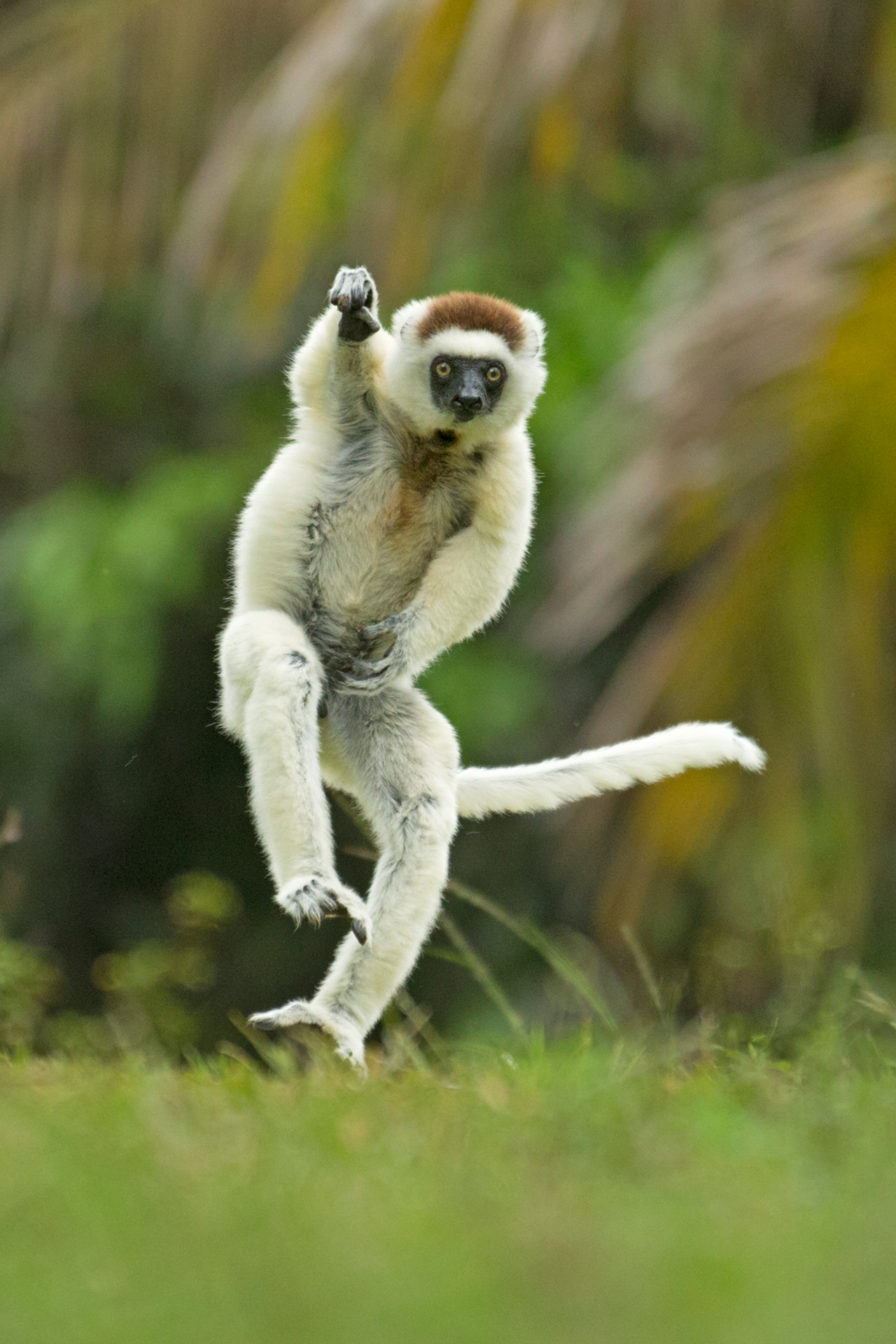 A sifaka winds up for a throw
