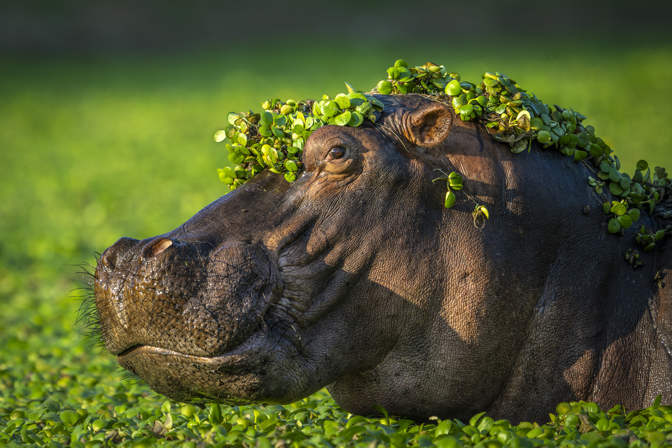 A hippo breaches the surface with aquatic plants on its head