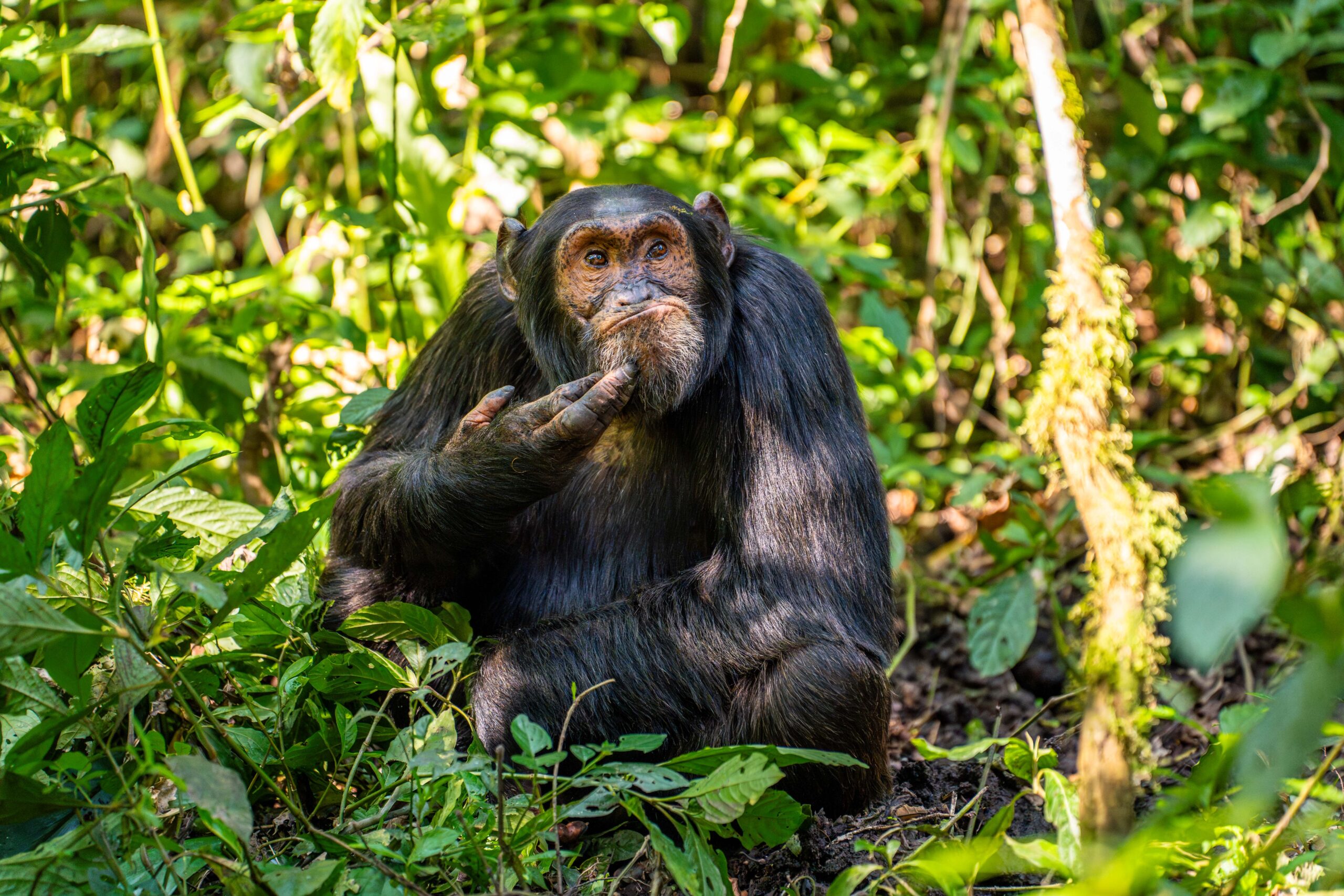 A chimpanzee looks deep in thought in the jungle