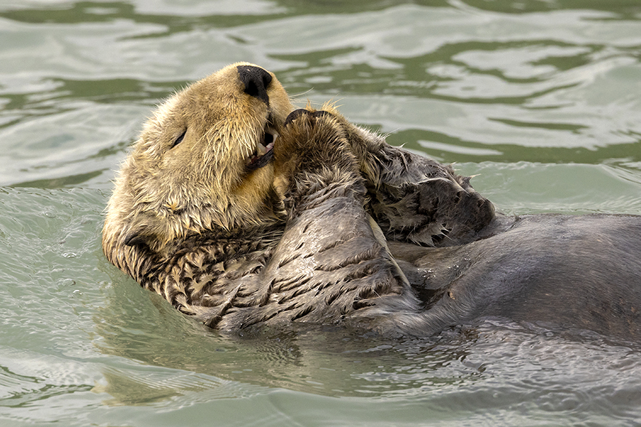 An otter in the water holds up its paws as if in prayer