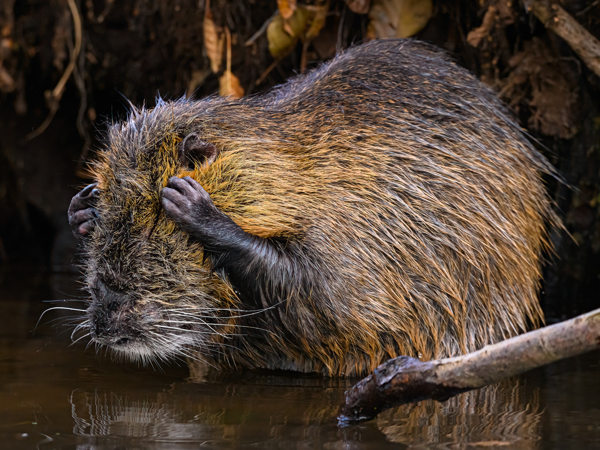 A nutria grooms itself