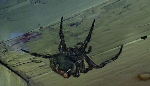 An orb-weaver spider