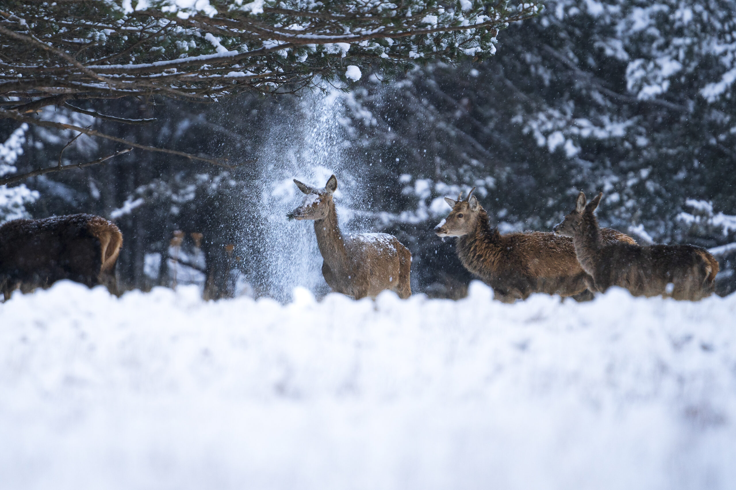 A deer is showered with snow from an above tree