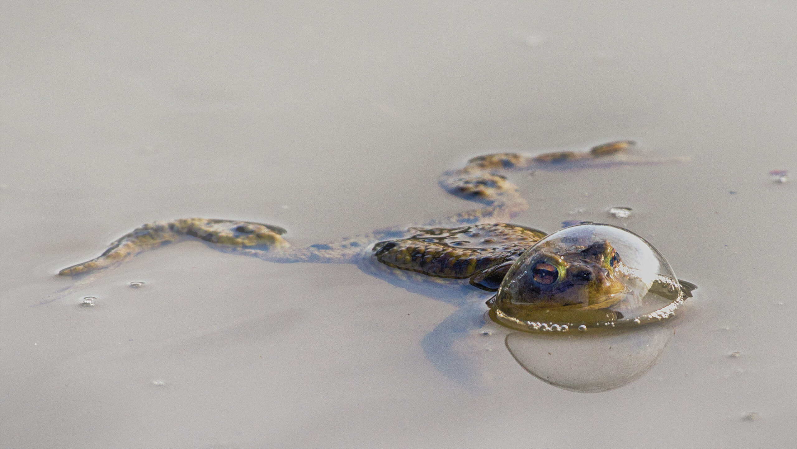 Frog in the water with its head in an air bubble