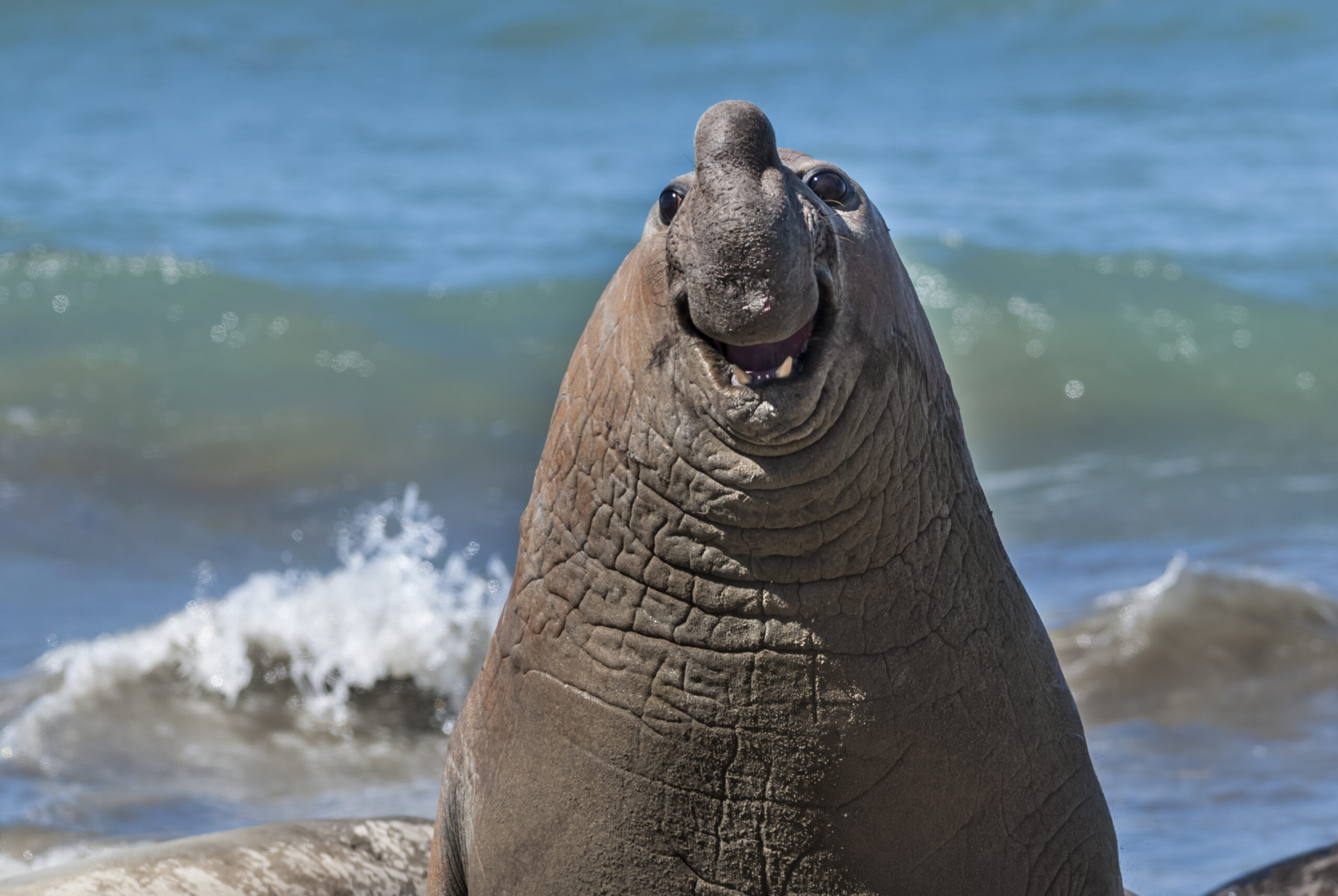 An elephant seal 'smiling'