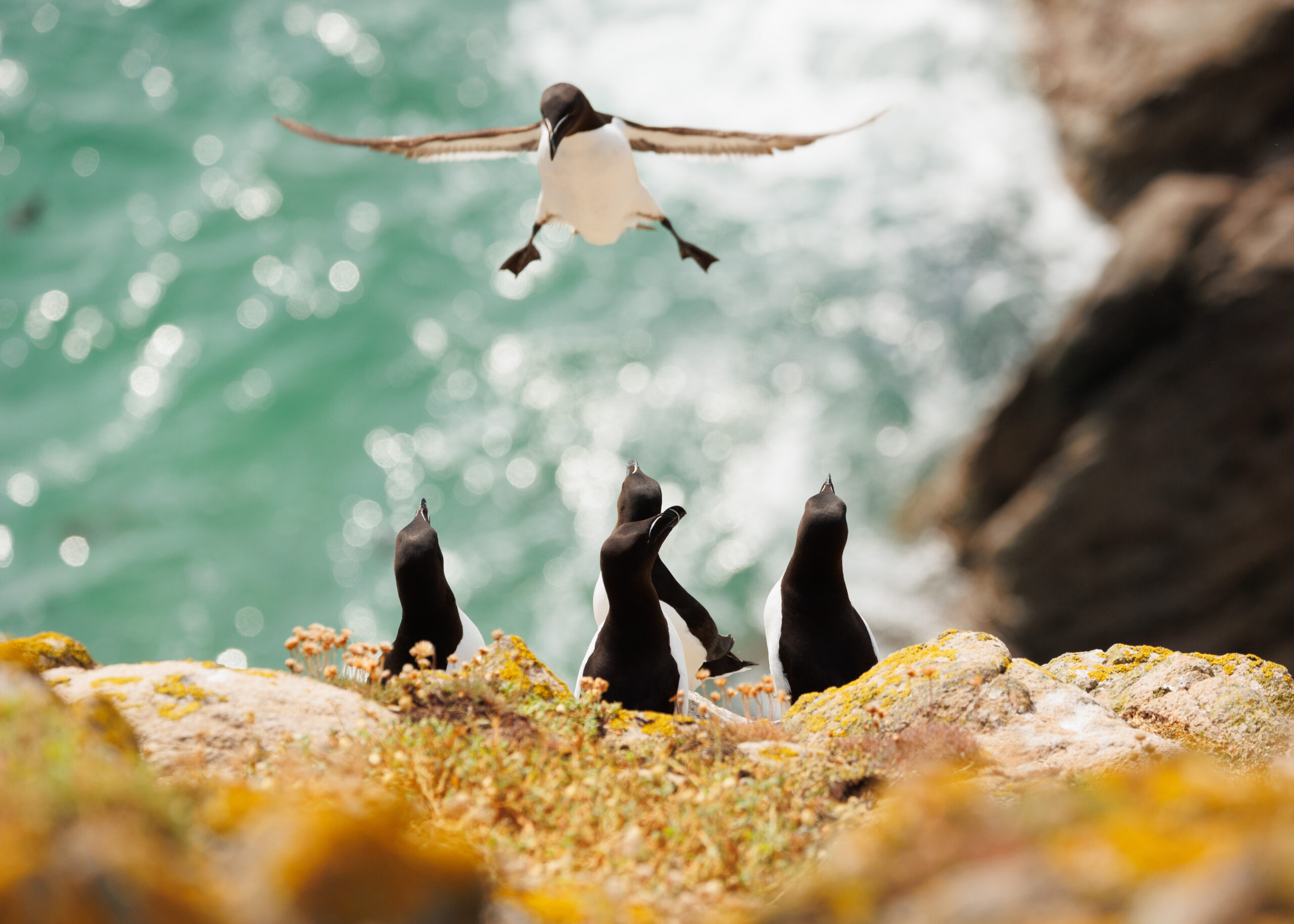 Razorbill attempting a very wobbly landing