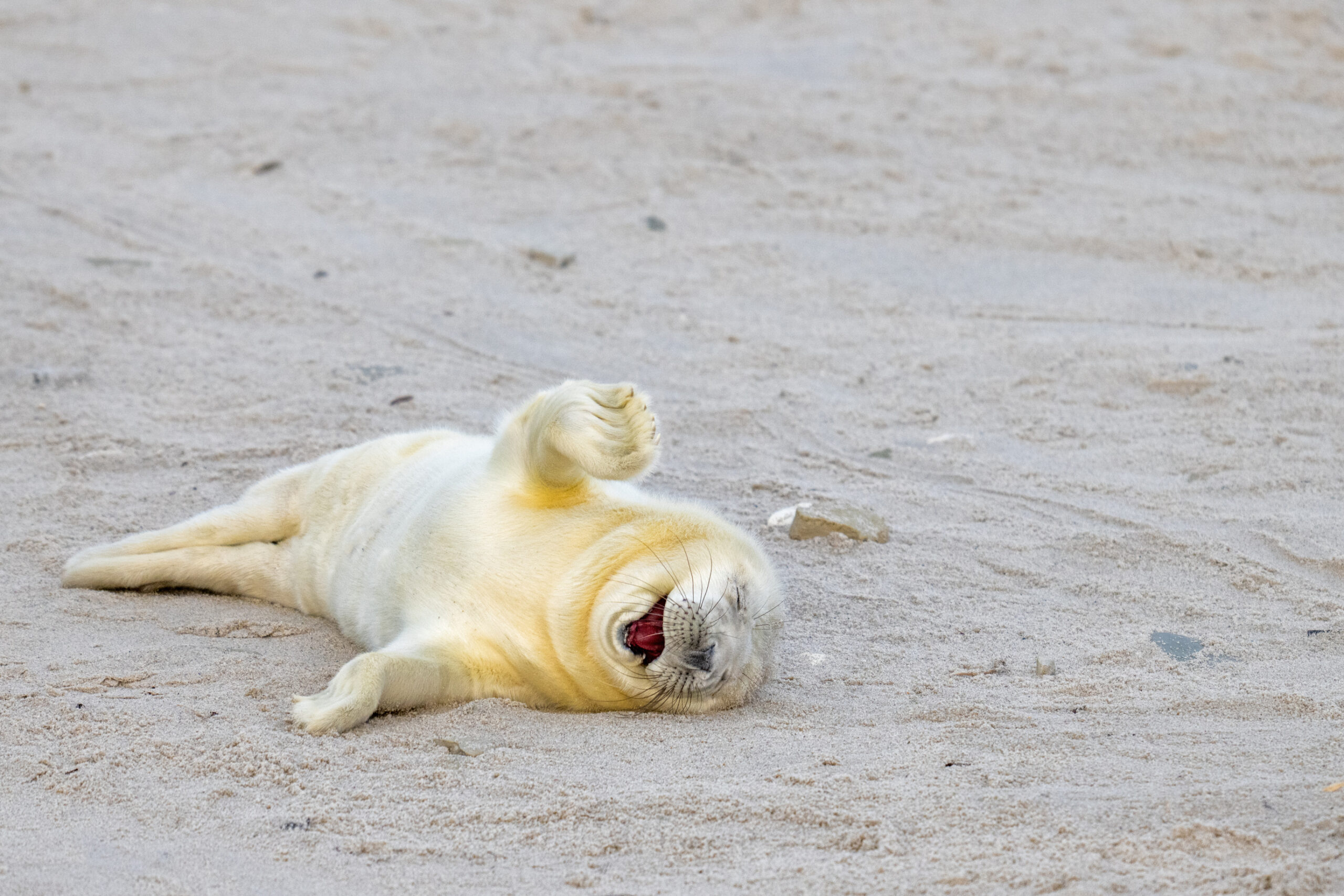 A newborn seal appearing to laugh