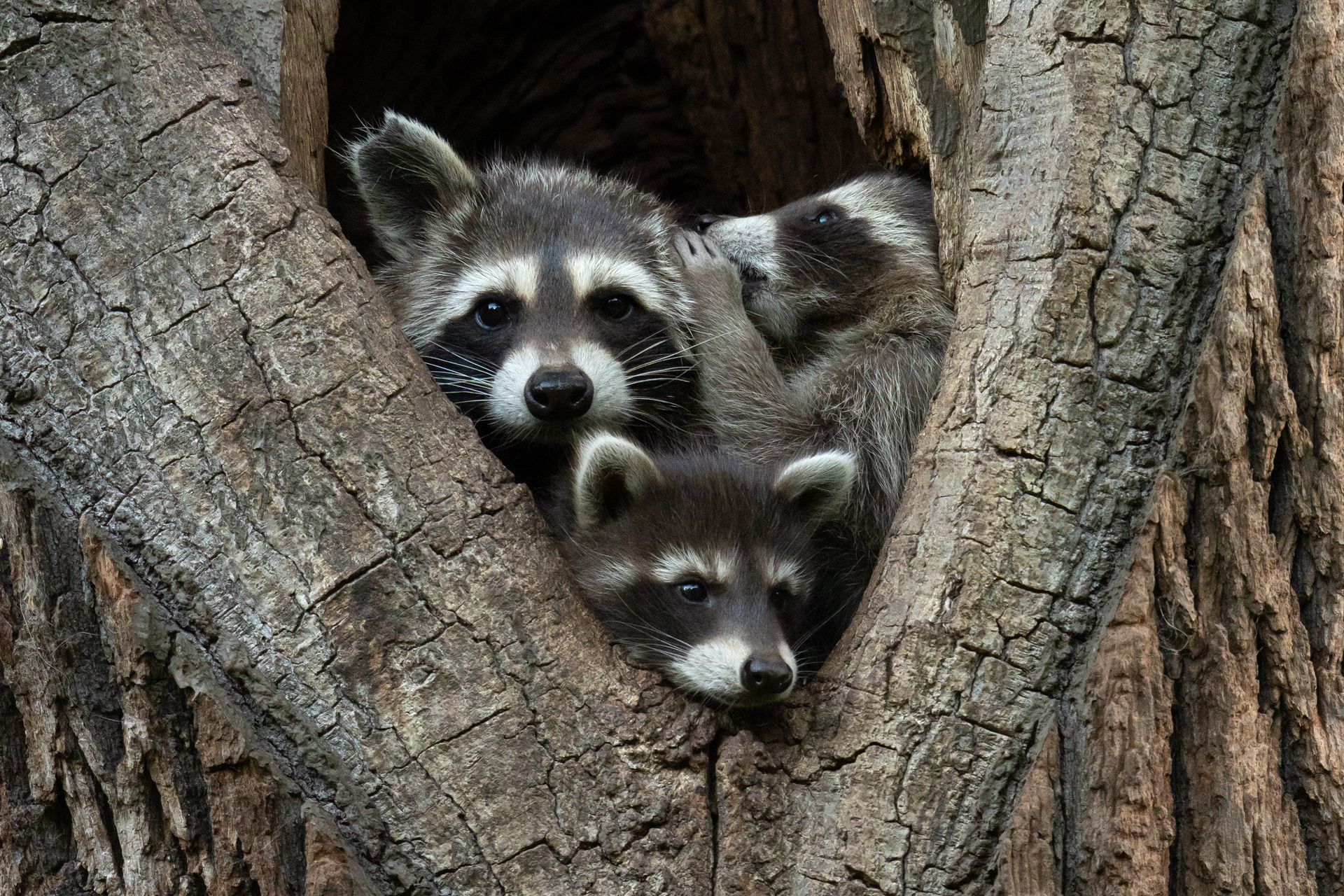 A few raccoons stacked in a tree cavity