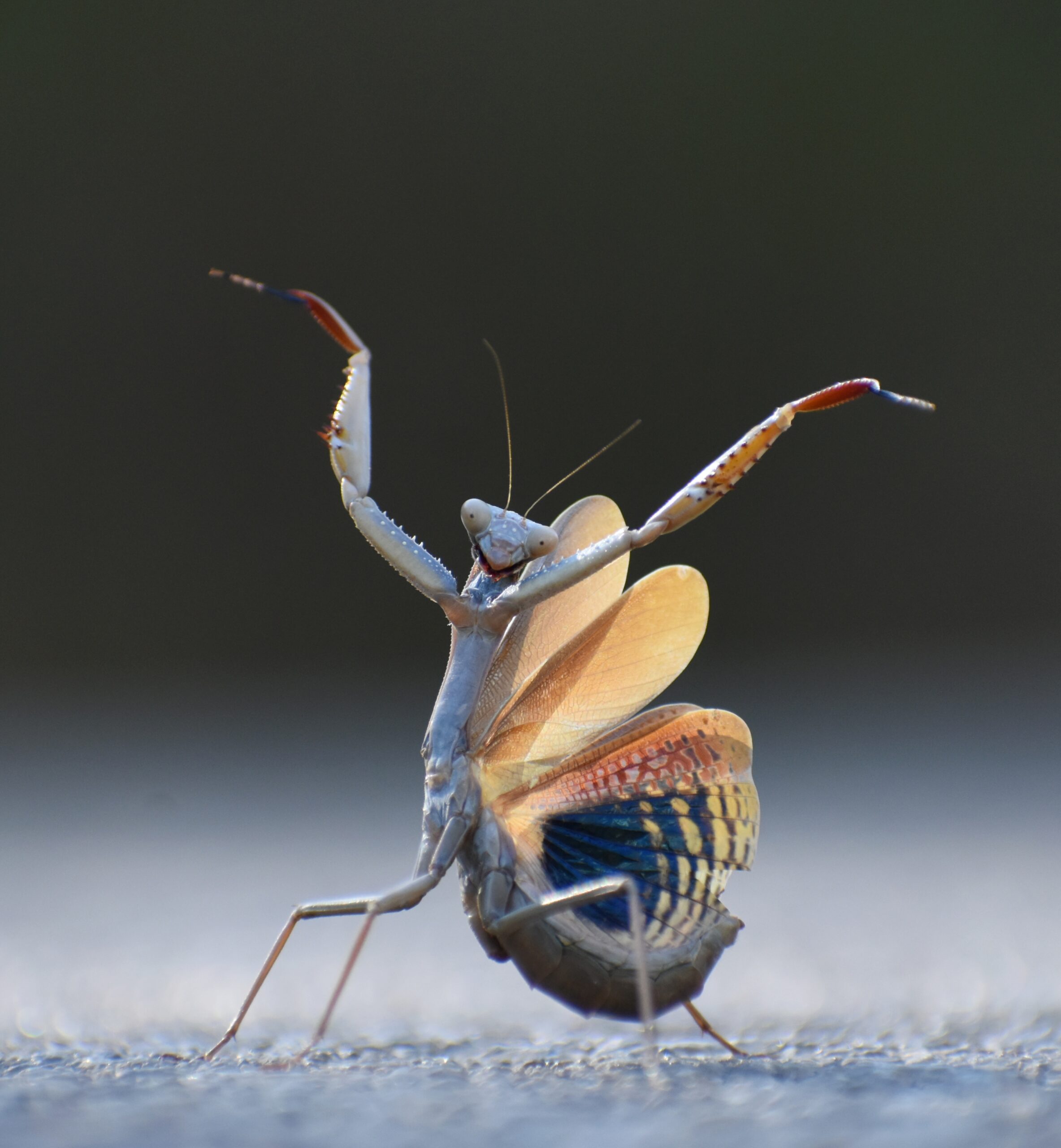 A dancing mantis