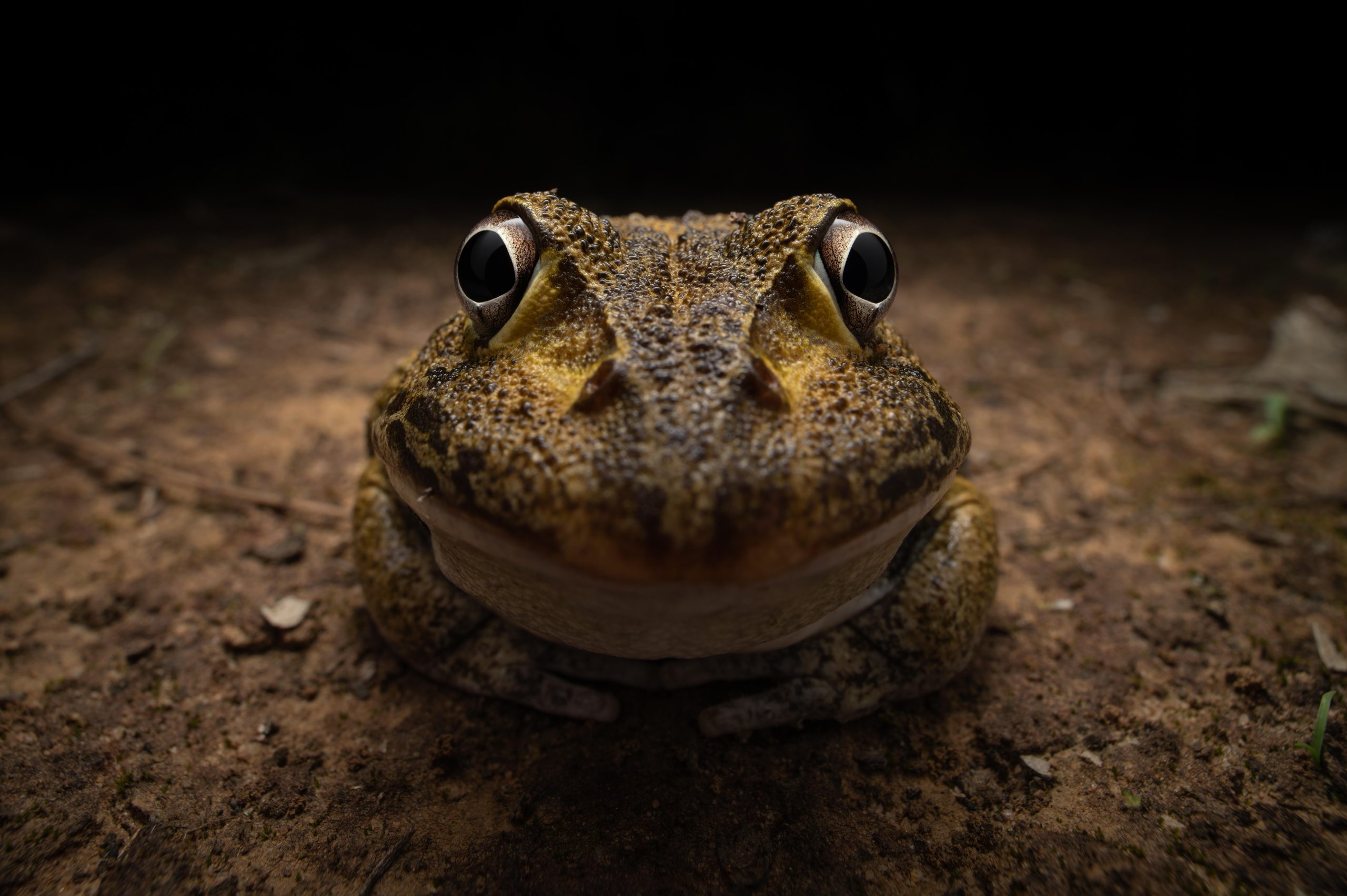 Shy frog smiling at the camera