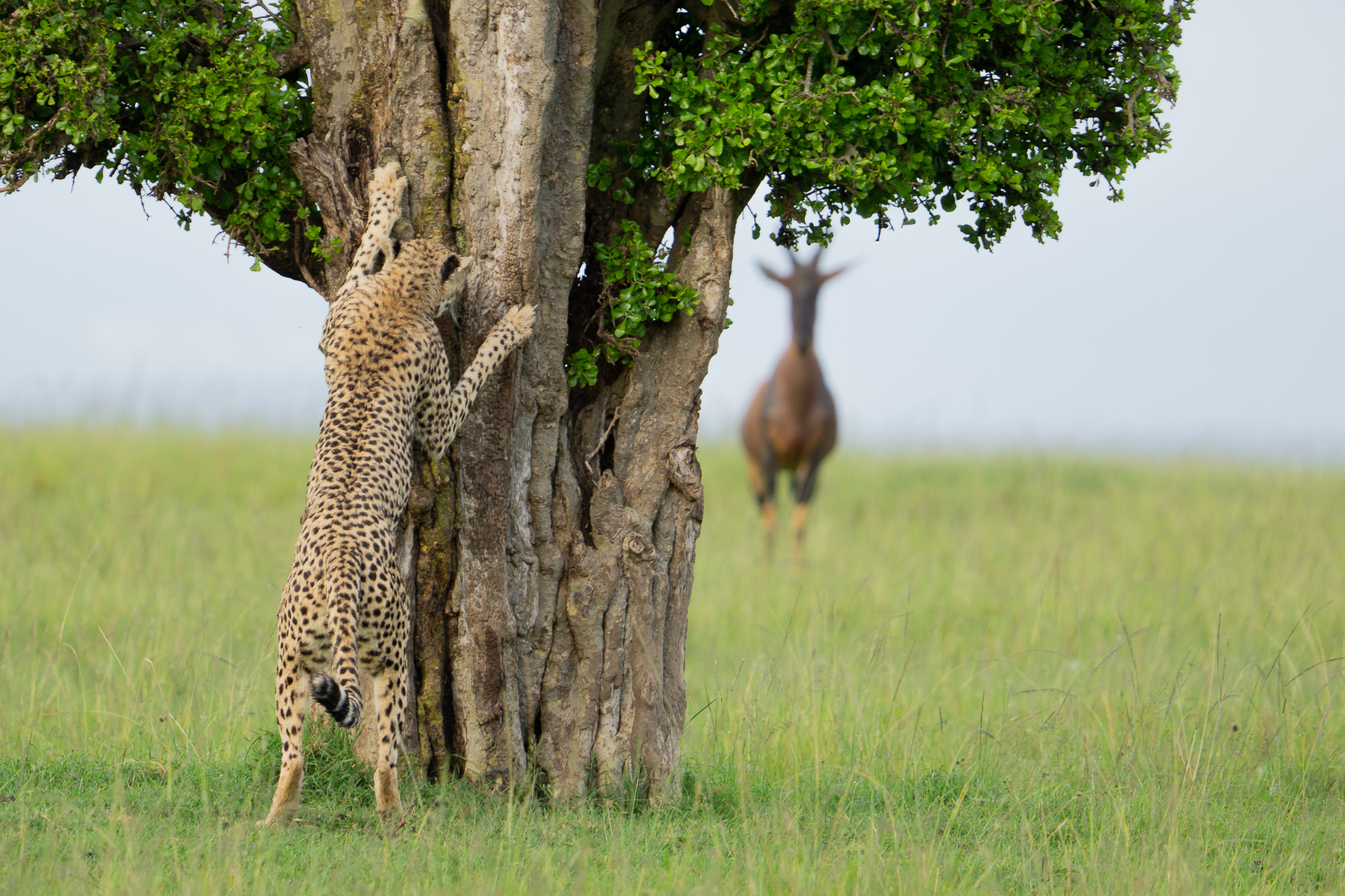 Cheetah hiding behind a tree