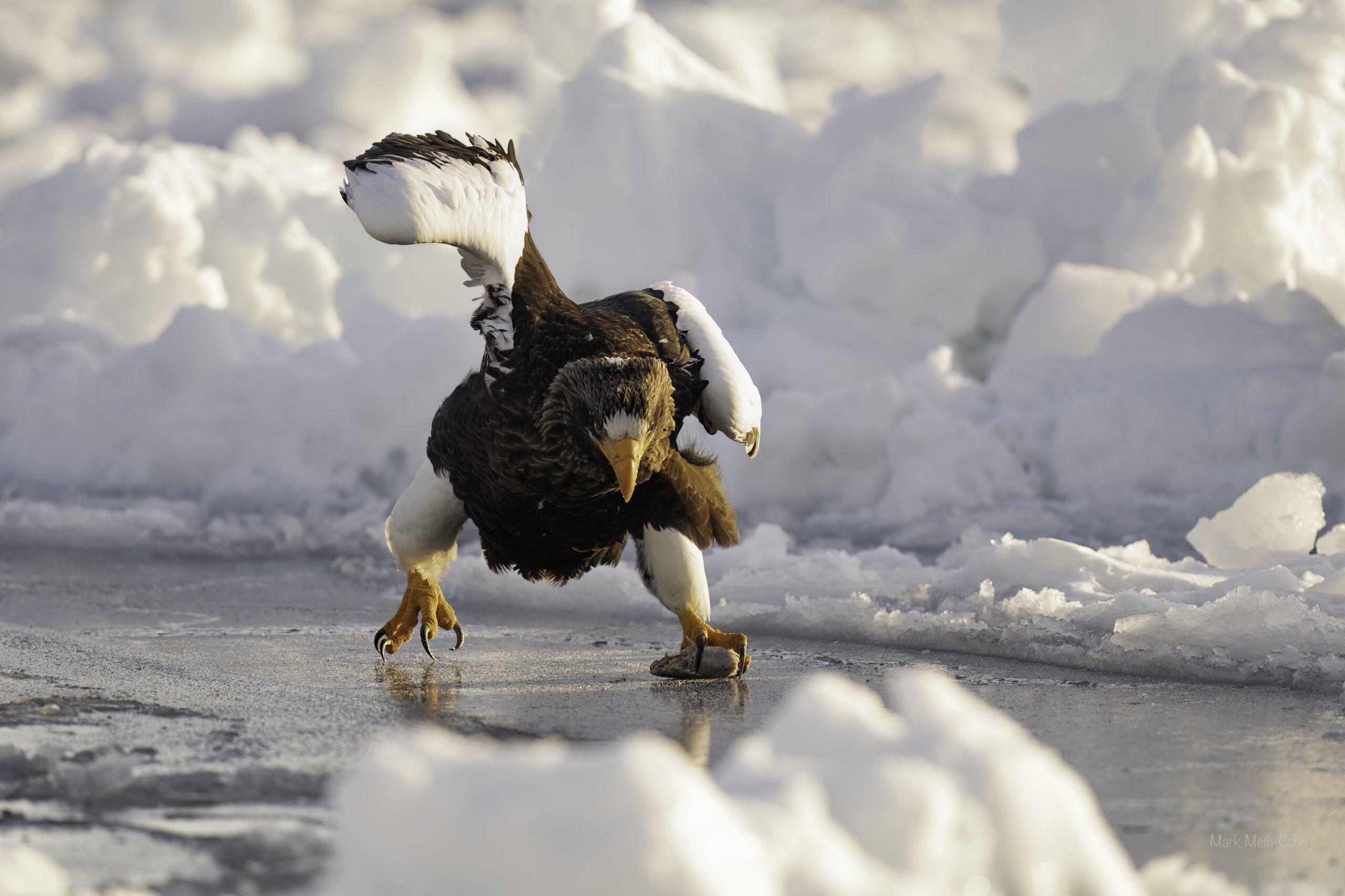 Stellers sea eagle in the drifting sea ice