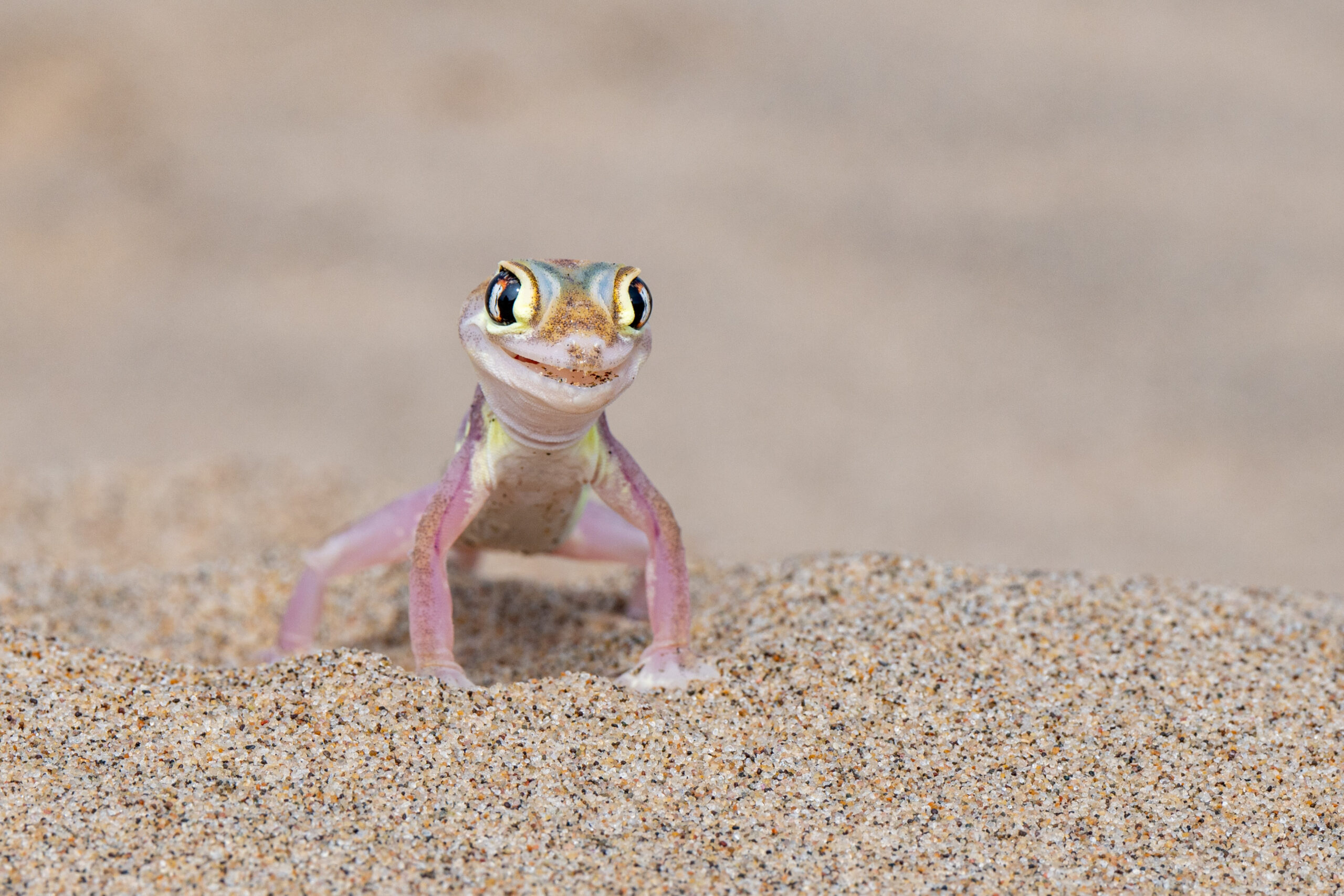 Gecko posing on the sand