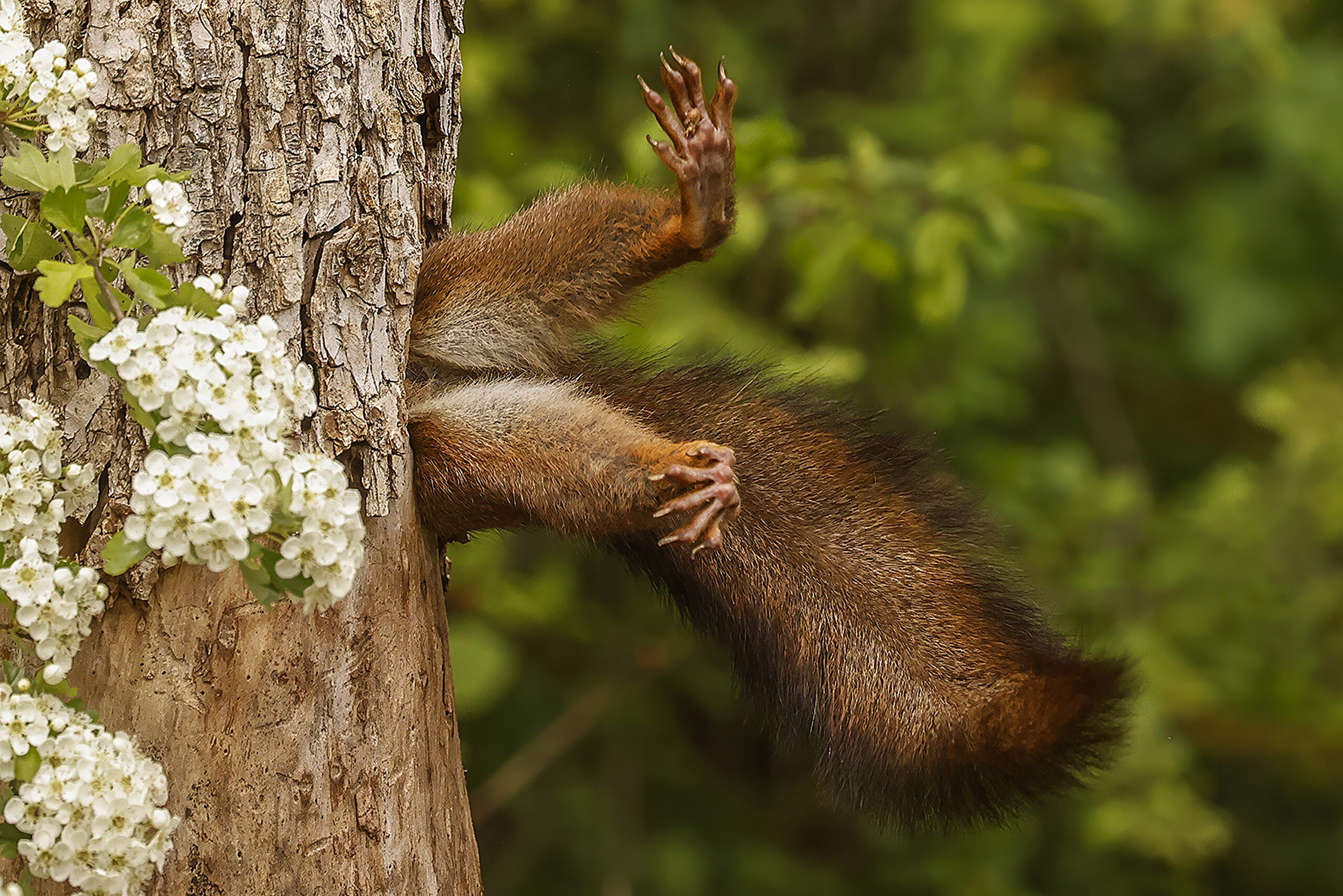 Bottom half of a squirrel sticking out of a tree