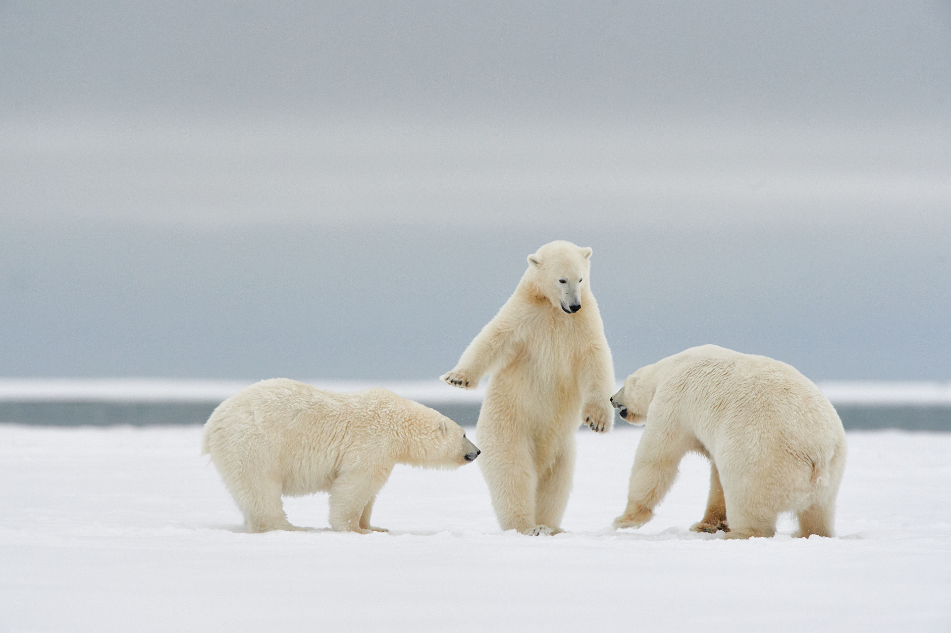 Two polar bears looking like they're getting ready to face off