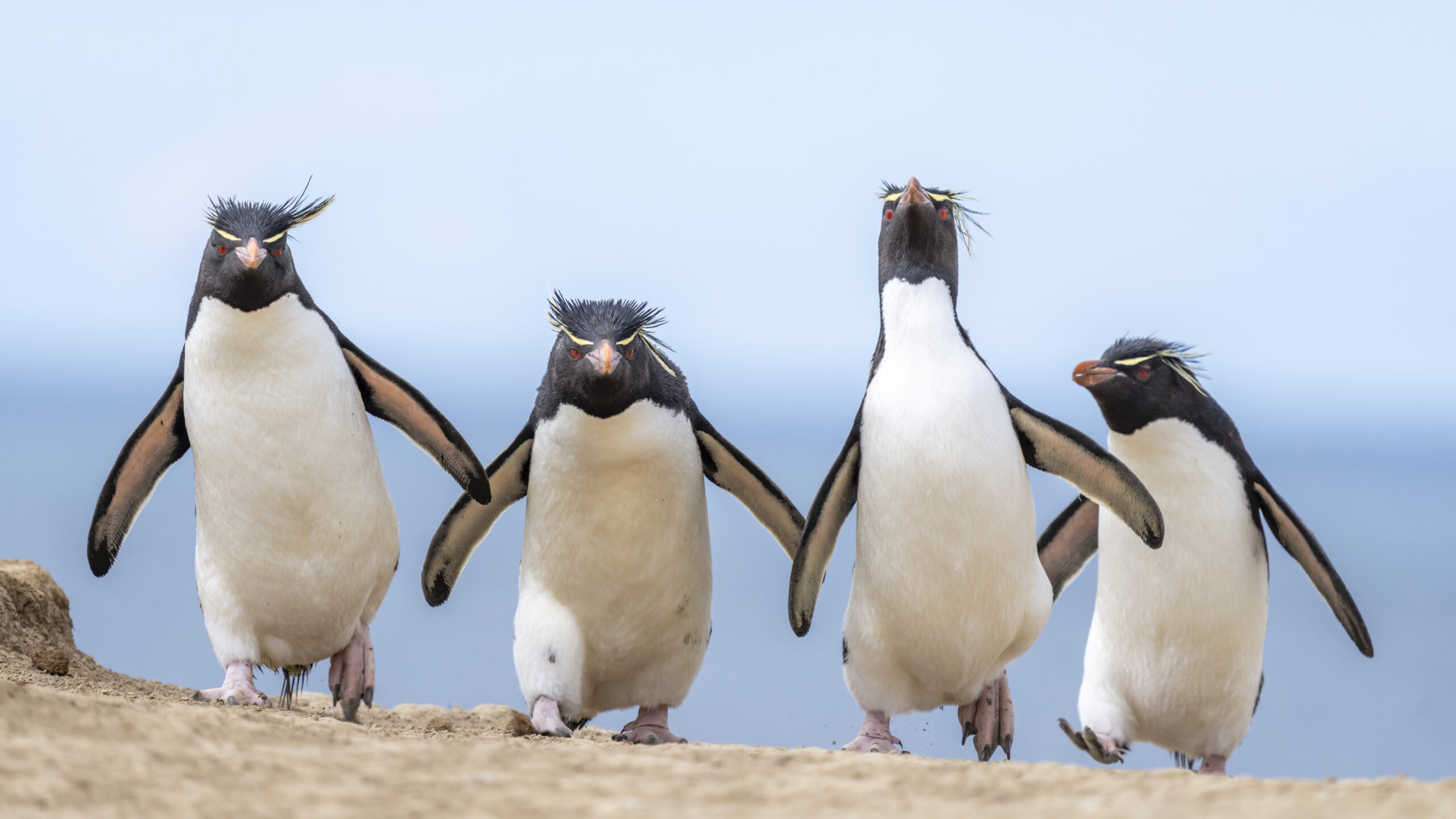 Rockhopper penguins on their way back from the water