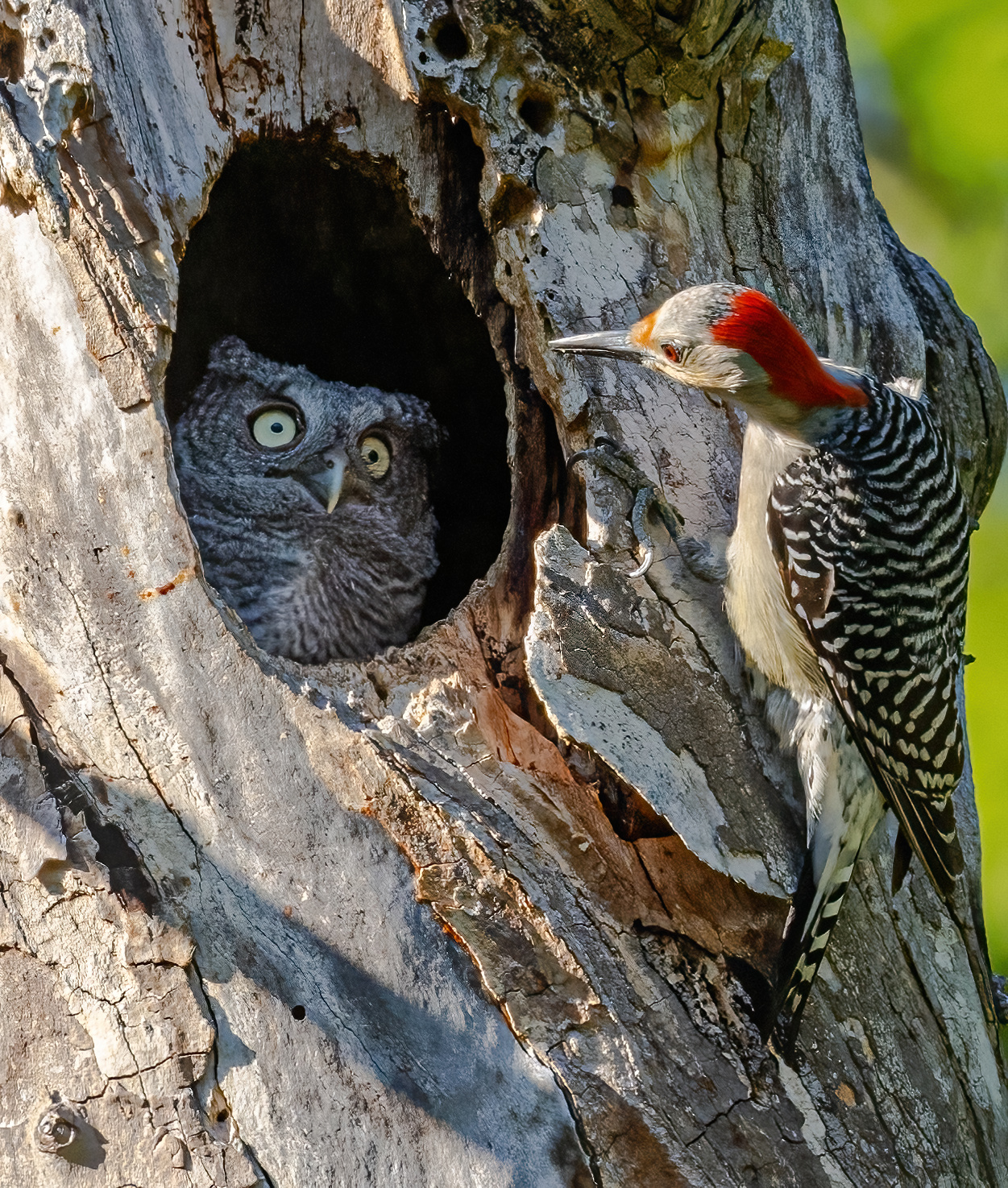 A woodpecker looking into a tree cavity at an owl