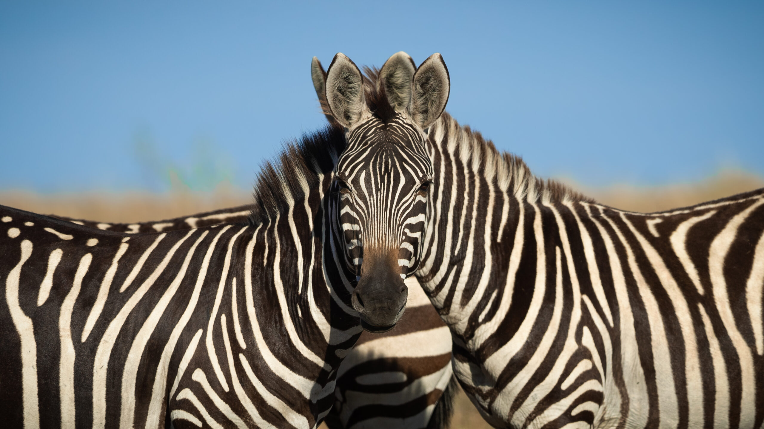 An image that causes optical illusion, making it difficult for the viewer to tell which zebra is in front