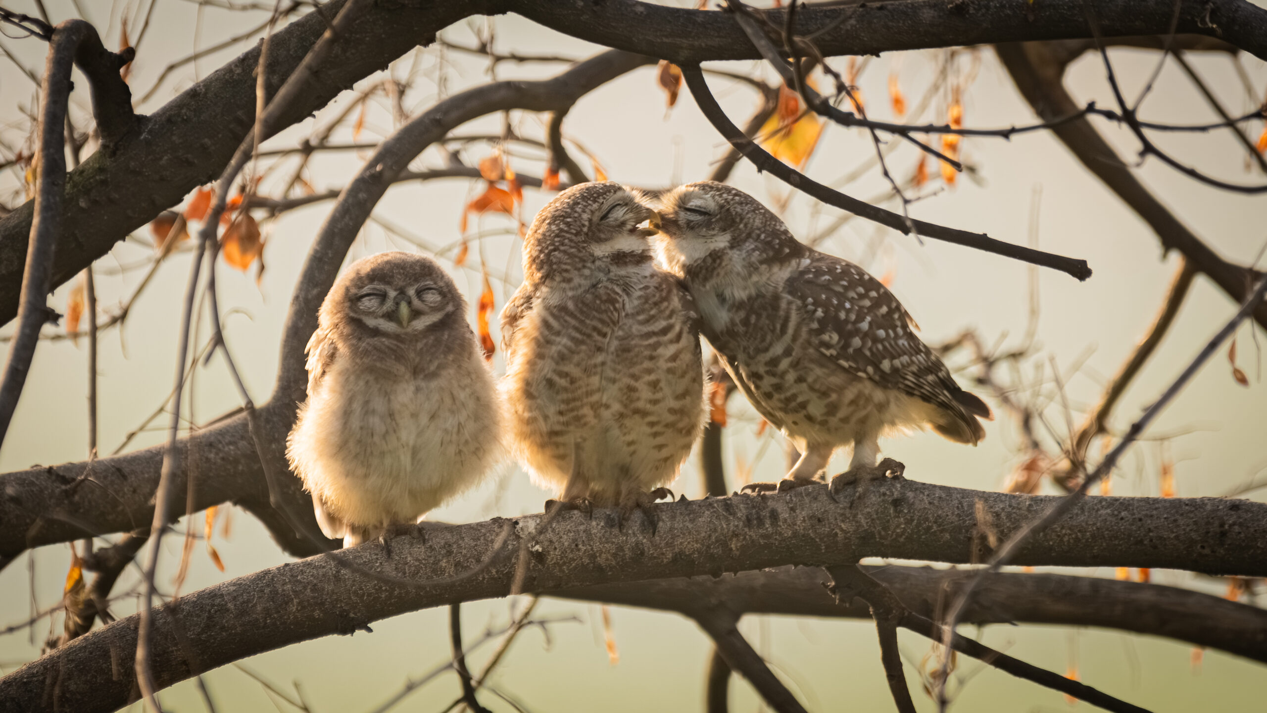 Two owls smooching as their offspring looks embarrassed beside them