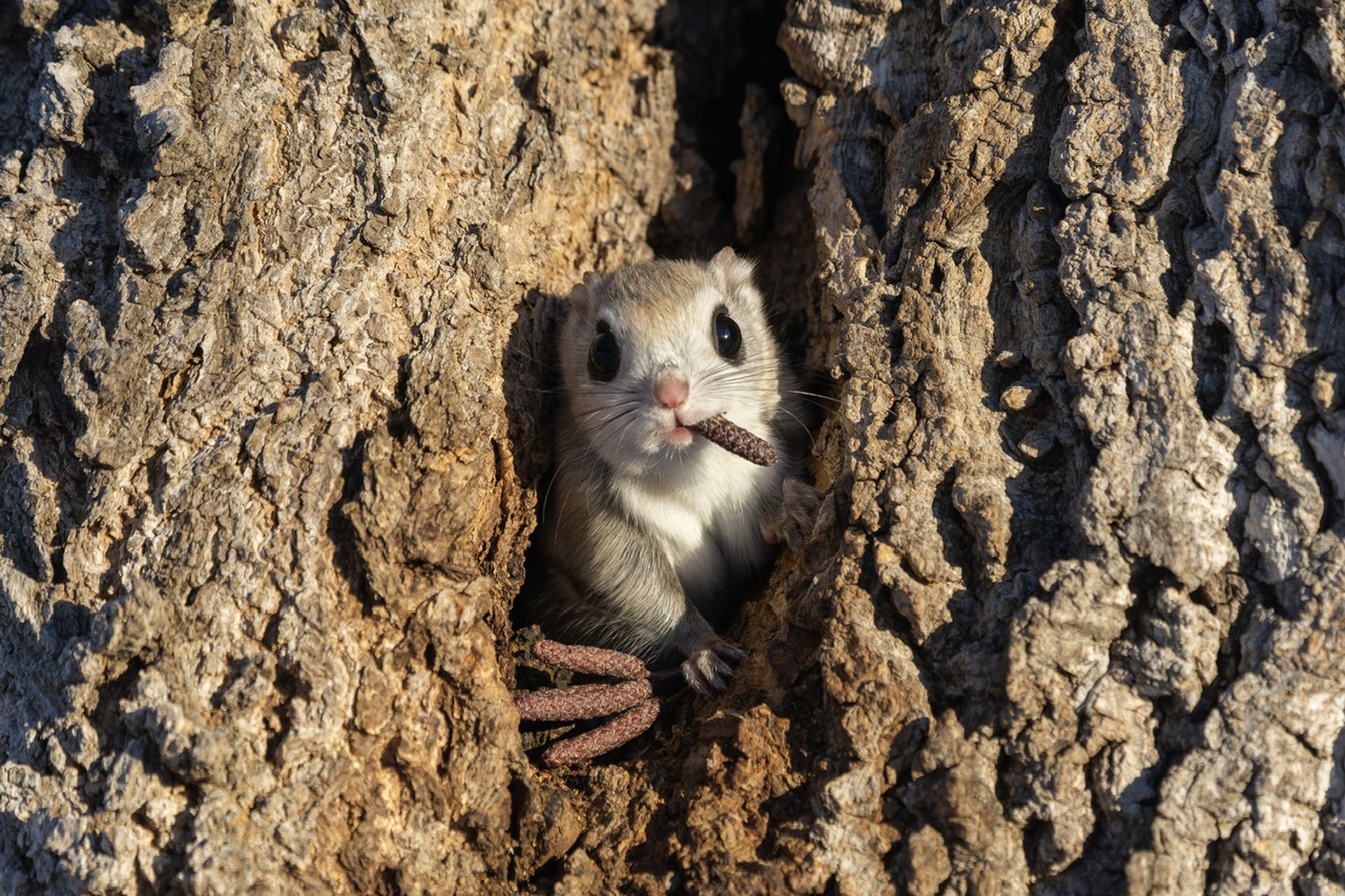 Flying squirrel in a tree cavity