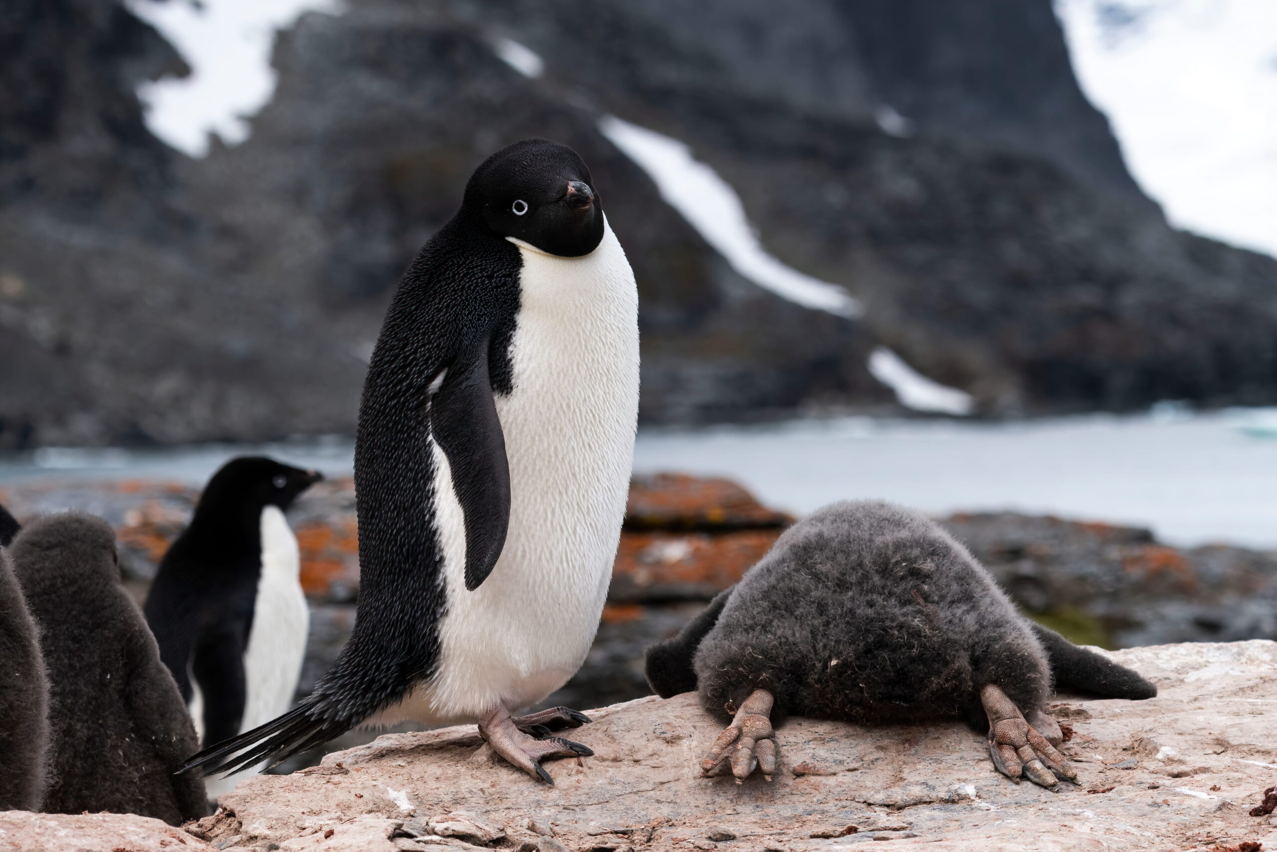 An Adelie penguin stands over its chick as it lays flat on the rock to cool off