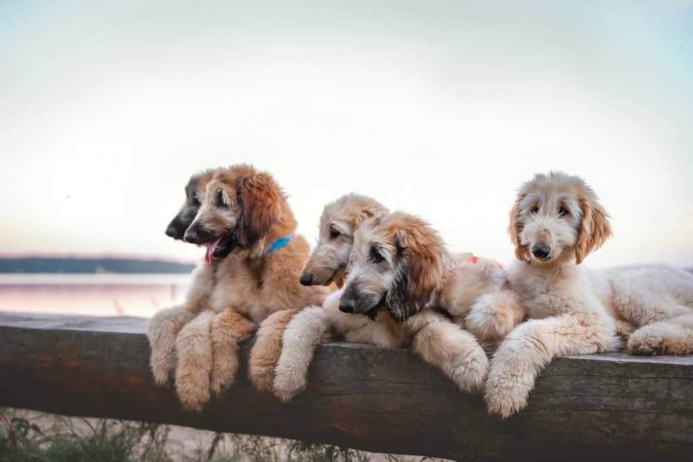Several Afghan hound puppies on a dock.