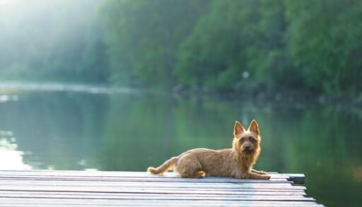 A small dog lying on the dock