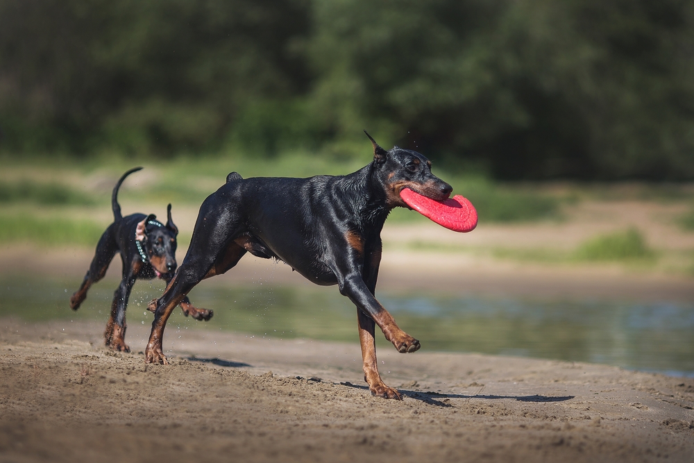 Two Dobermans running on the beach, with Frisbees.