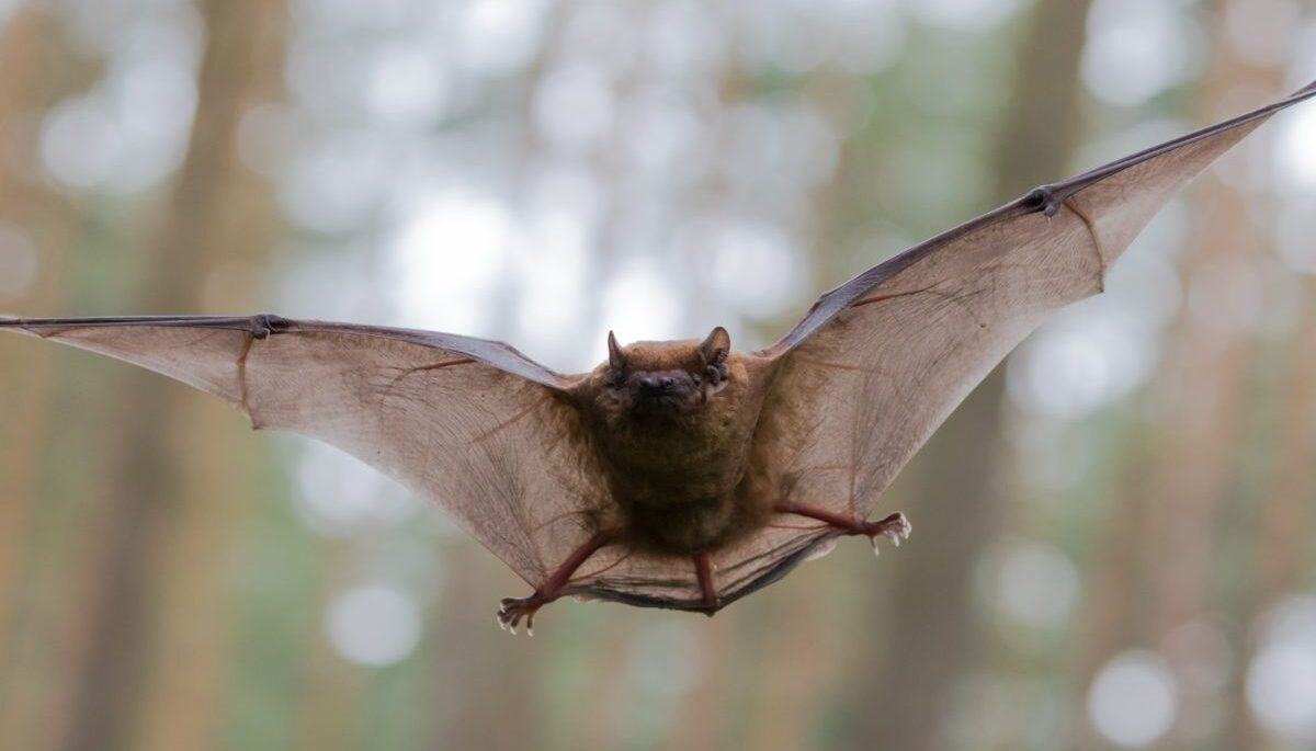 A brown bat flies in the forest
