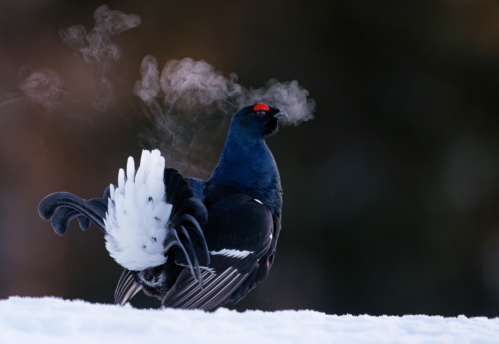 A black grouse courtship display