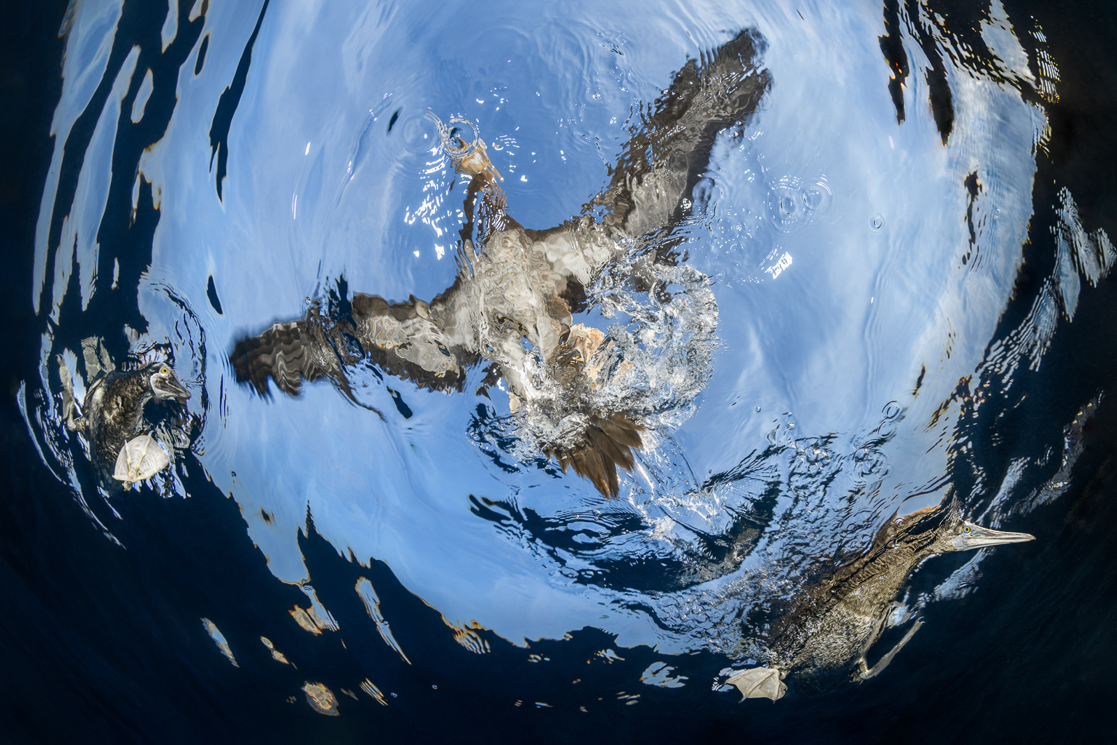 A brown boobie from below the water's surface