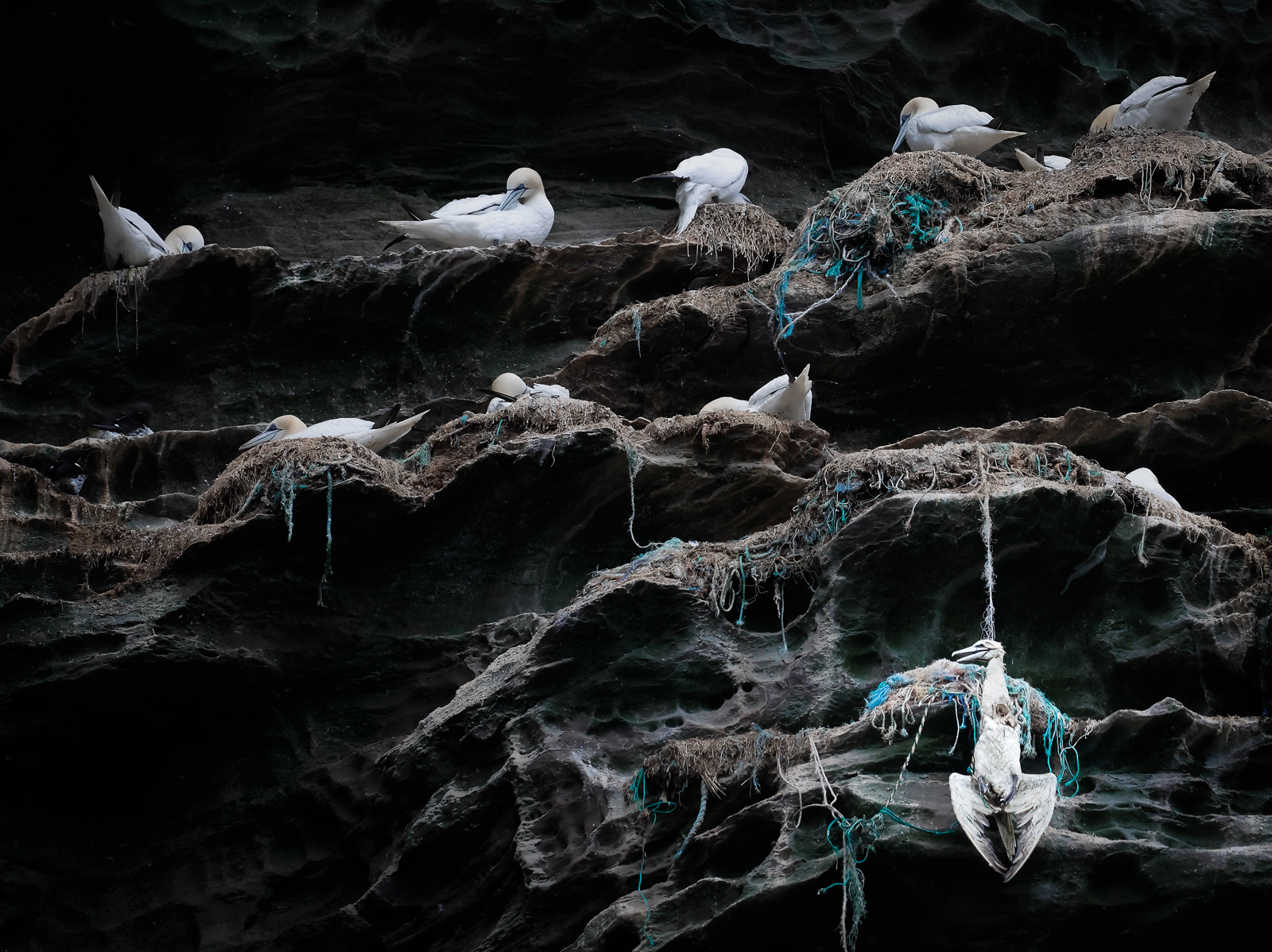 A deceased northern gannet hangs from a fishing line as its peers surround it