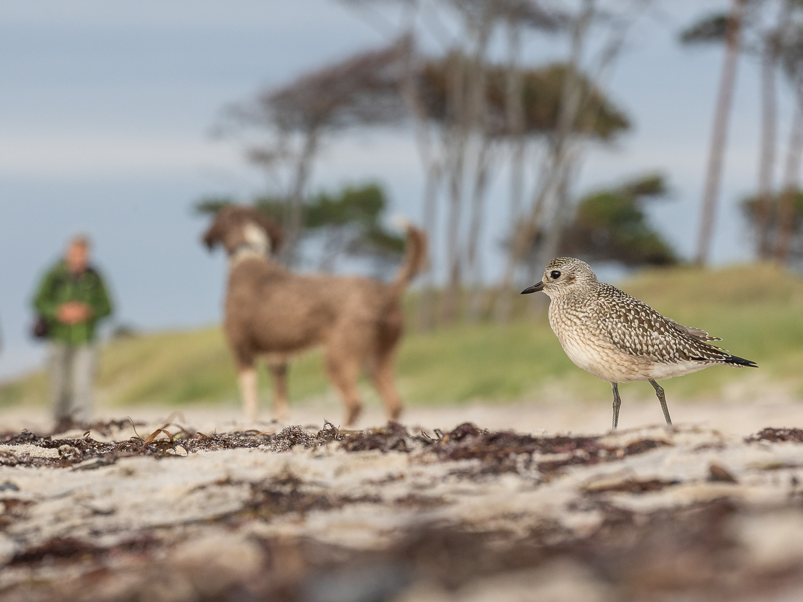 A dog and a grey plover