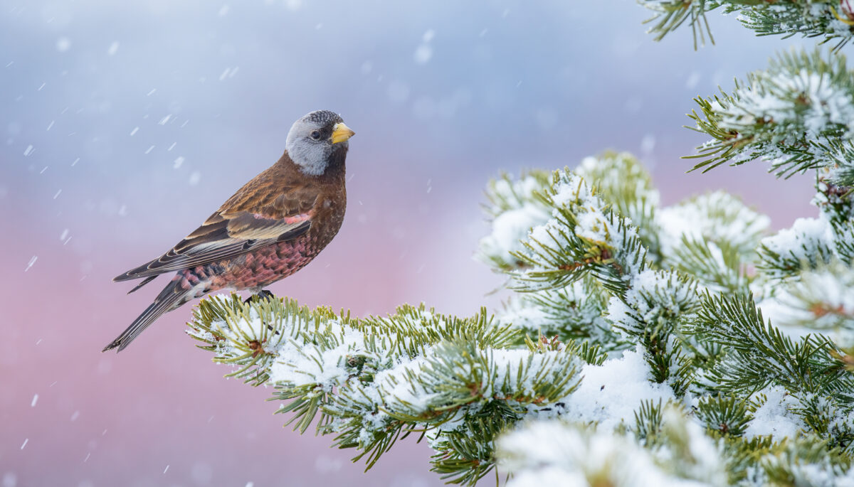 A portrait of a grey-crowned rosy-finch